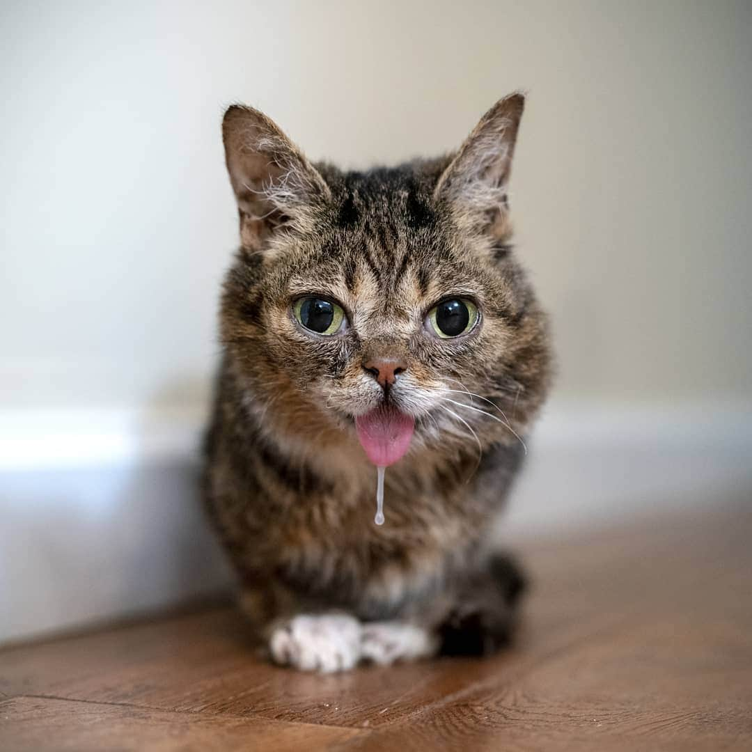 Lil BUBさんのインスタグラム写真 - (Lil BUBInstagram)「BUB has so many unique and special qualities. One of them is her crazy otherworldly drool. #stillcute」7月3日 3時07分 - iamlilbub