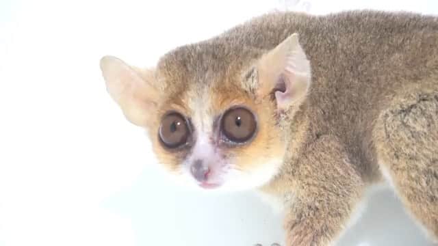 ナショナルジオグラフィックのインスタグラム