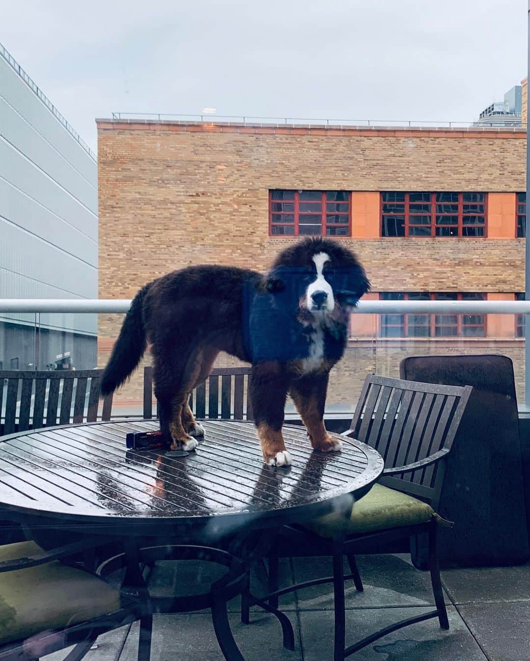 The Dogistさんのインスタグラム写真 - (The DogistInstagram)「Macy, Bernese Mountain Dog (7 m/o), Hudson River Esplanade, New York, NY • “One time my wife was cooking and she looked outside and she was standing on the porch table.” (Last image from owner)」7月3日 3時22分 - thedogist
