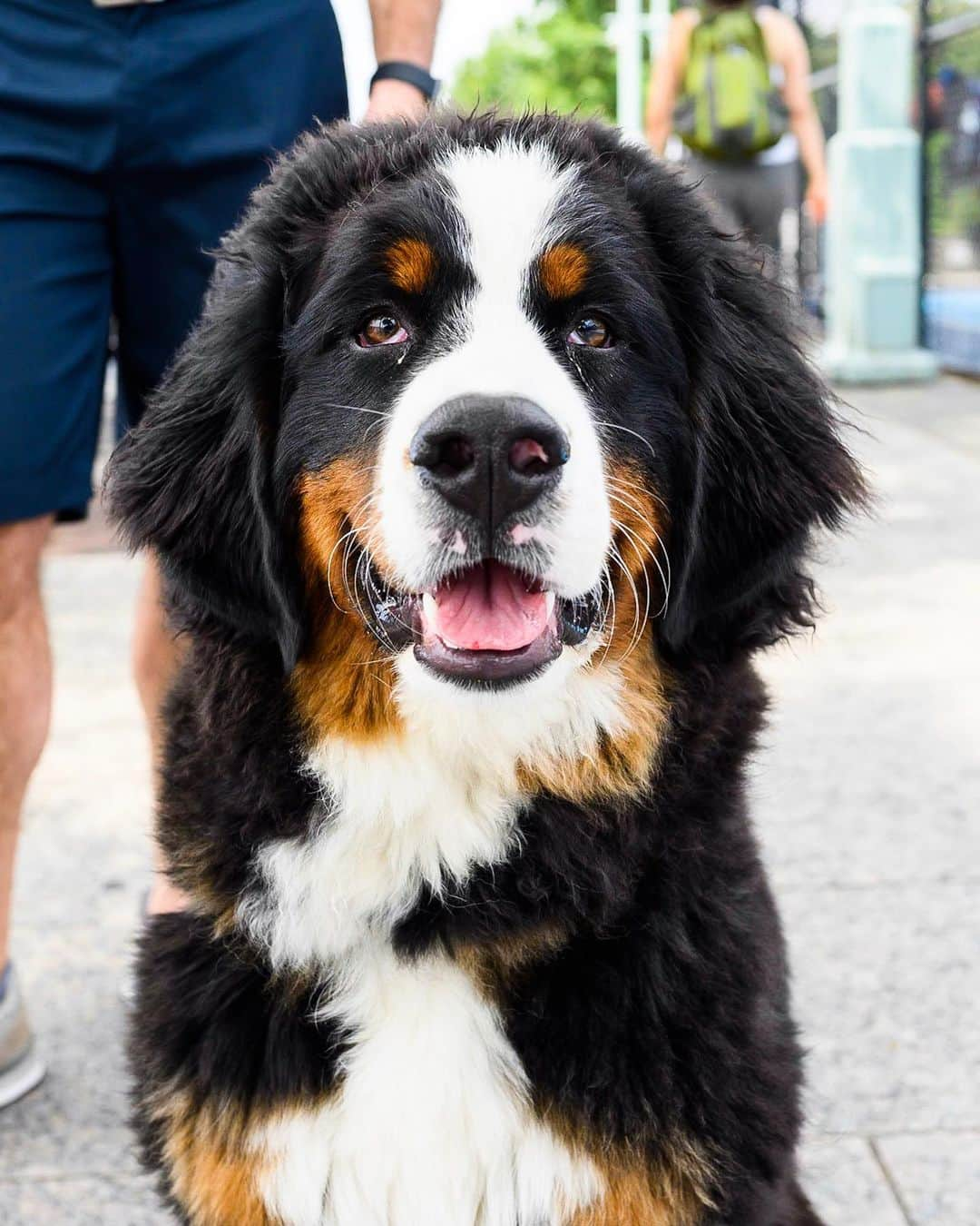 The Dogistさんのインスタグラム写真 - (The DogistInstagram)「Macy, Bernese Mountain Dog (7 m/o), Hudson River Esplanade, New York, NY • “One time my wife was cooking and she looked outside and she was standing on the porch table.” (Last image from owner)」7月3日 3時22分 - thedogist