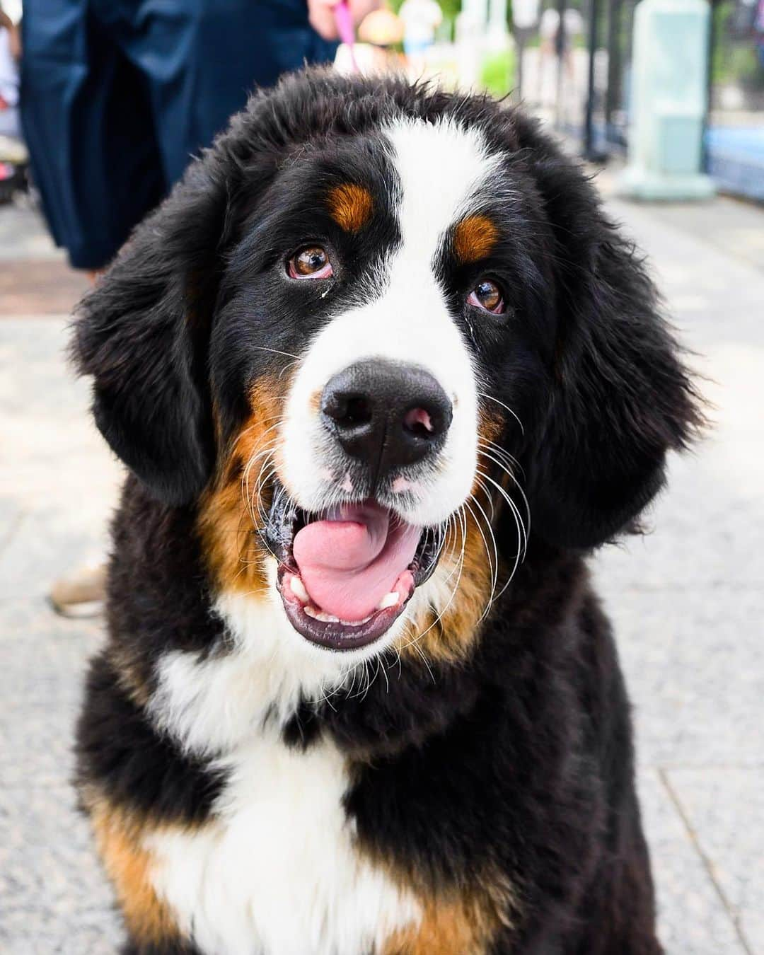 The Dogistさんのインスタグラム写真 - (The DogistInstagram)「Macy, Bernese Mountain Dog (7 m/o), Hudson River Esplanade, New York, NY • “One time my wife was cooking and she looked outside and she was standing on the porch table.” (Last image from owner)」7月3日 3時22分 - thedogist