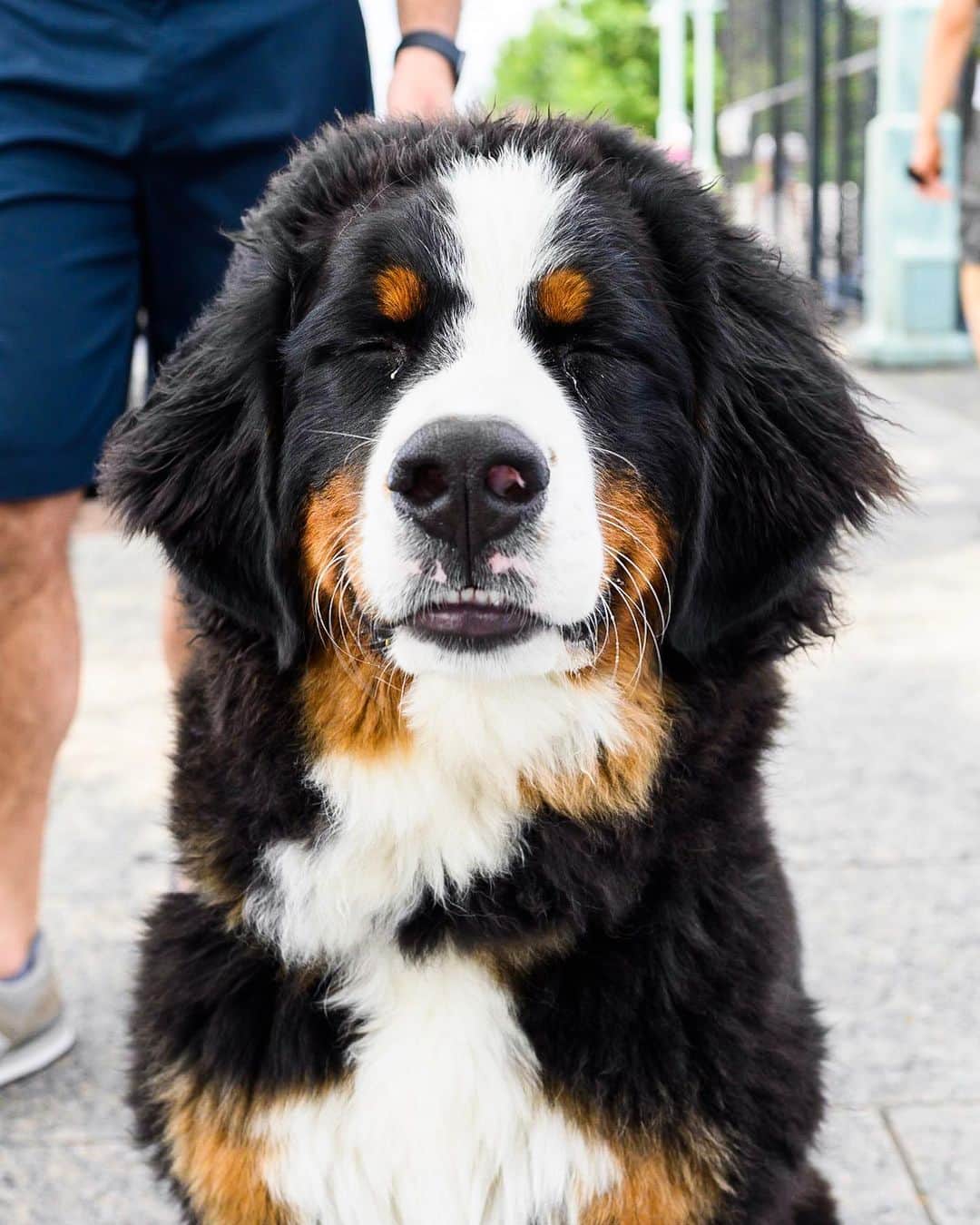 The Dogistさんのインスタグラム写真 - (The DogistInstagram)「Macy, Bernese Mountain Dog (7 m/o), Hudson River Esplanade, New York, NY • “One time my wife was cooking and she looked outside and she was standing on the porch table.” (Last image from owner)」7月3日 3時22分 - thedogist