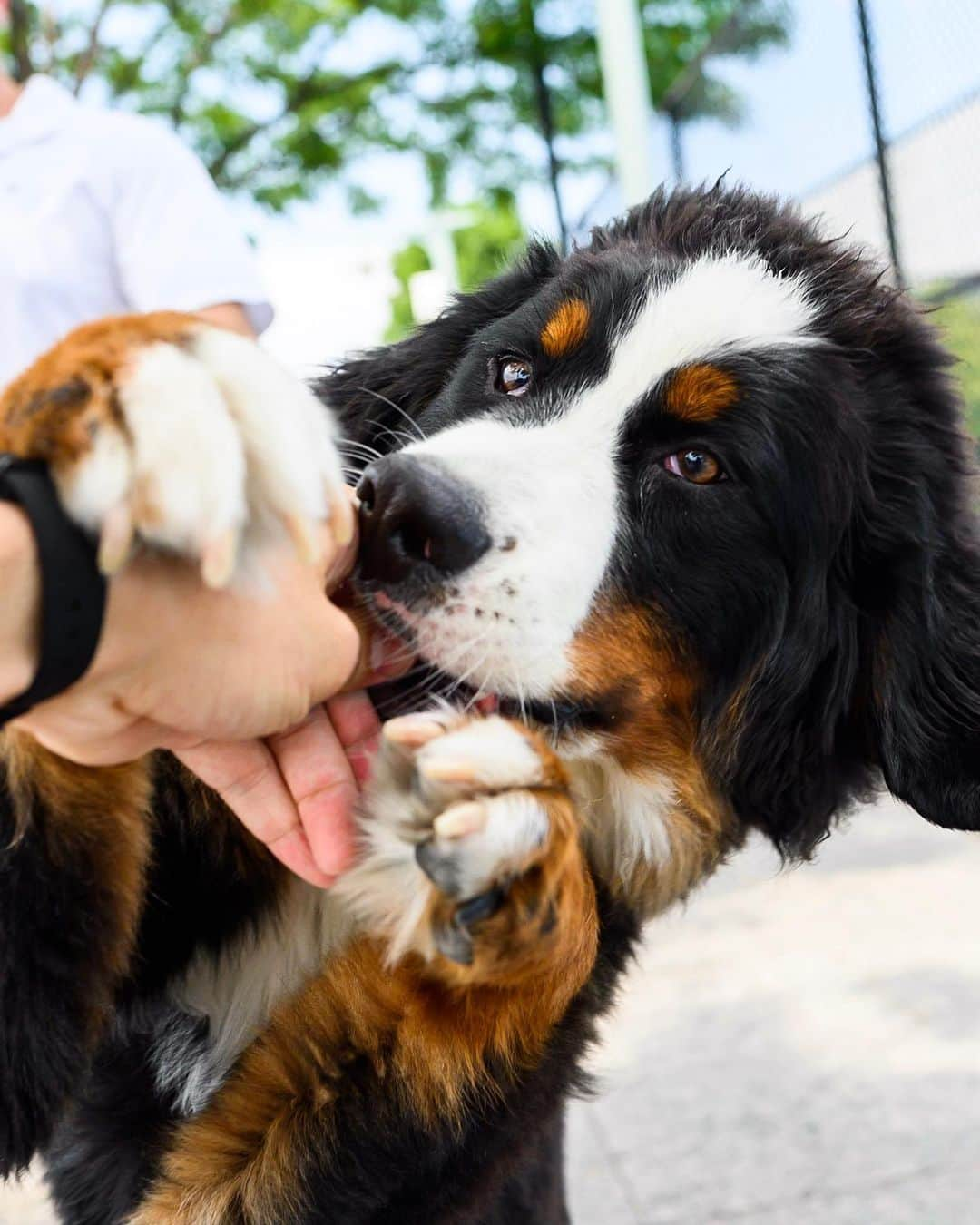 The Dogistさんのインスタグラム写真 - (The DogistInstagram)「Macy, Bernese Mountain Dog (7 m/o), Hudson River Esplanade, New York, NY • “One time my wife was cooking and she looked outside and she was standing on the porch table.” (Last image from owner)」7月3日 3時22分 - thedogist