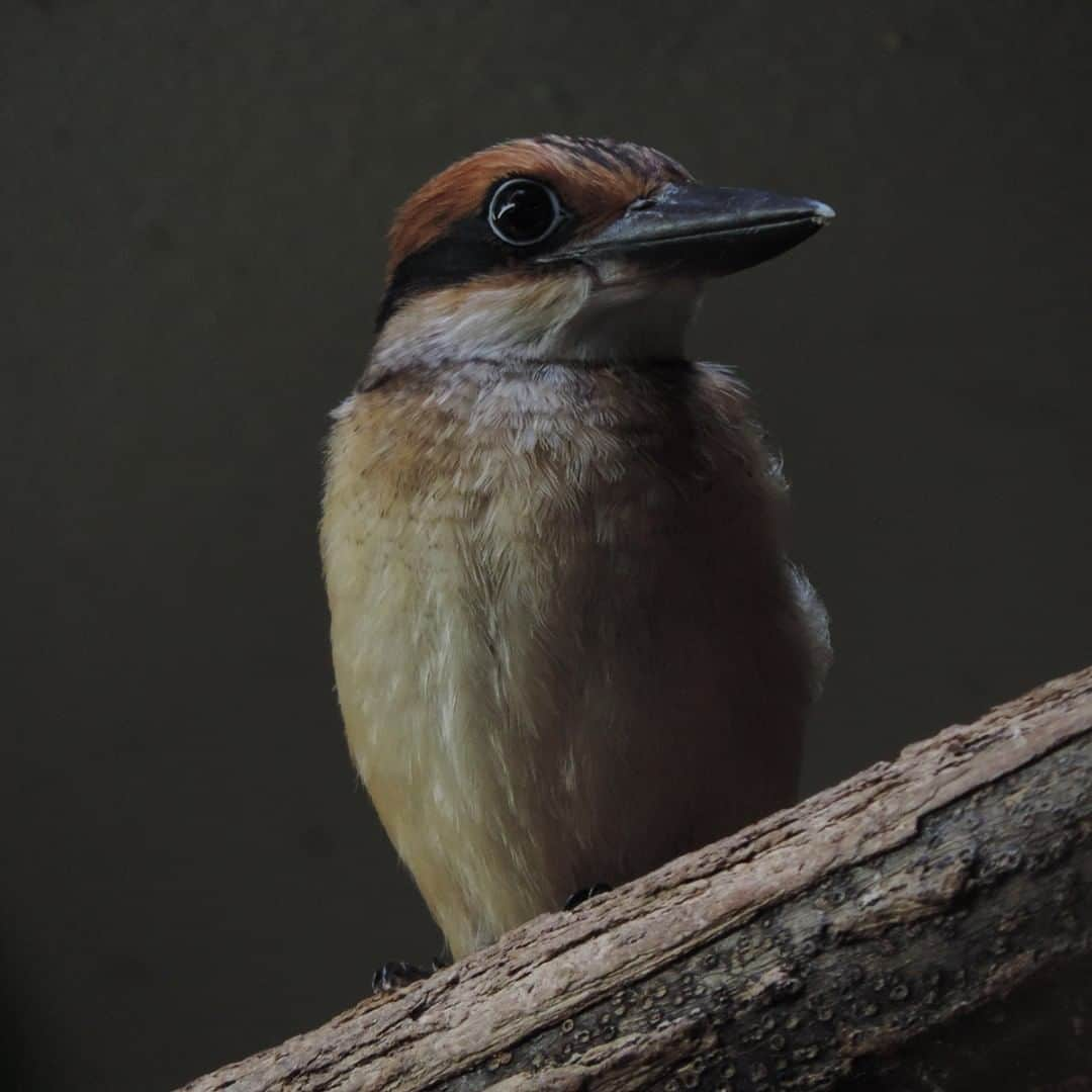 スミソニアン国立動物園さんのインスタグラム写真 - (スミソニアン国立動物園Instagram)「Guam kingfishers use their sharp beaks to dig nesting cavities in trees. Building a nest is an important pair-bonding activity for a male and female. There are only about 140 Guam kingfishers in the world and the species is extinct in the wild. At the Smithsonian Conservation Biology Institute we breed them to help create a healthy population in human care that could eventually be used to help release birds to the wild. #WeSaveSpecies #GuamKingfisher #Birds #Guam」7月3日 4時30分 - smithsonianzoo