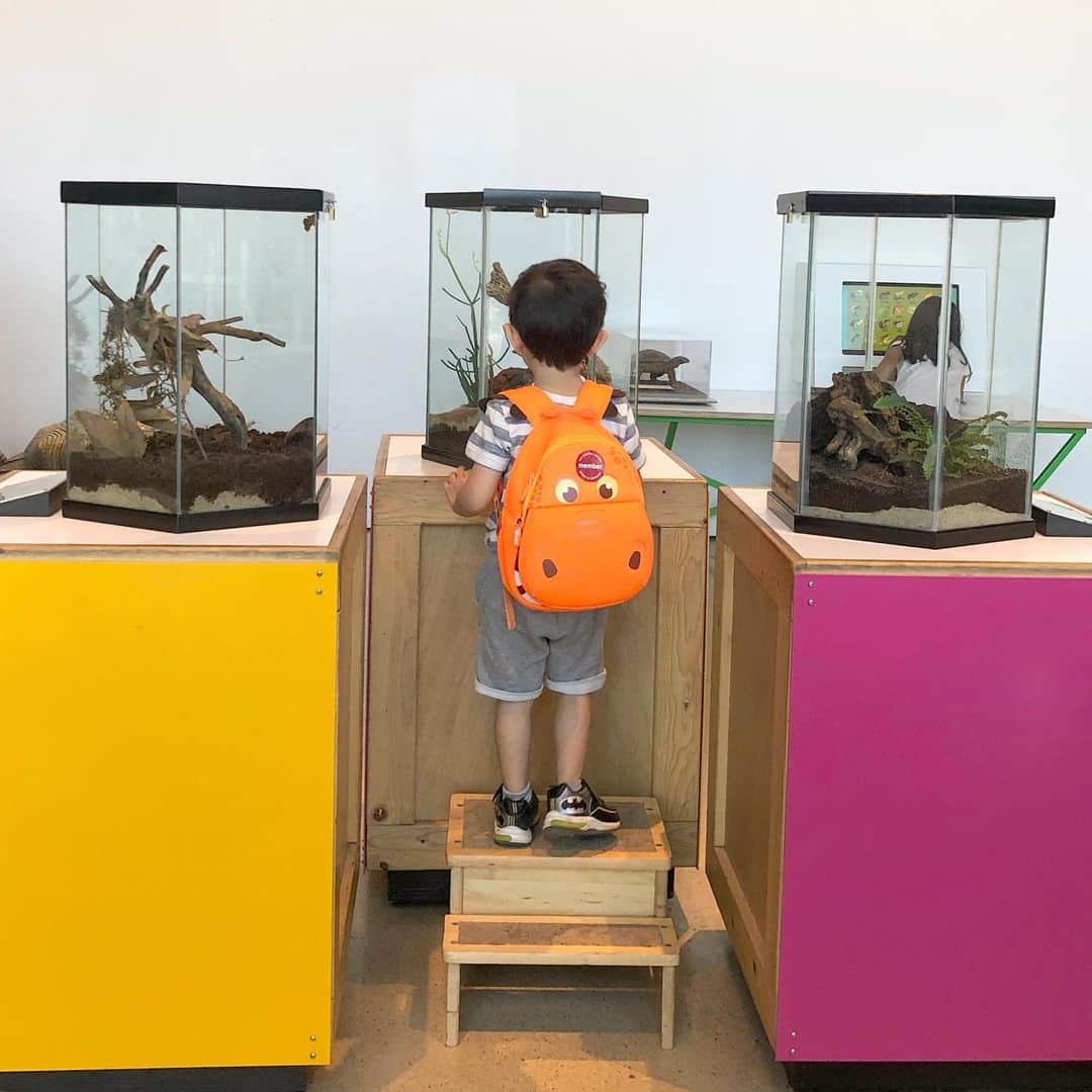 のインスタグラム：「My little explorer. Three has been the best age♥️ 冒険好き。3歳って最高だね。♥️#museum #bugs #buglife #naturalhistorymuseum #dinosaurs #dino #toddler #toddlerlife #toddlermom #threeyearsold #sunmer #summerbreak」