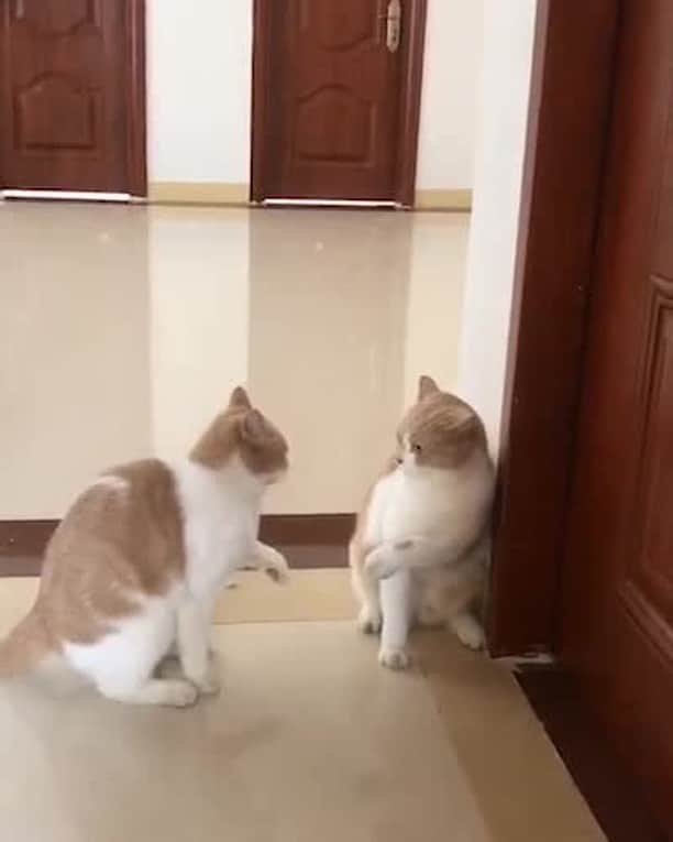 のインスタグラム：「The most vicious fight I've ever seen⠀ ⠀ #meowed #catflght #britishshorthair」