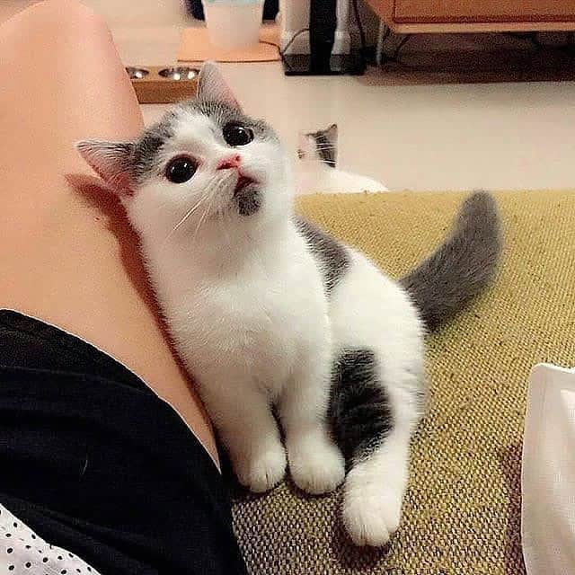 Cute Pets Dogs Catsさんのインスタグラム写真 - (Cute Pets Dogs CatsInstagram)「The last one is amazing 😍❤️ 📩 Submit your cat’s photo to our contest email (below BIO) to be featured! ❤️ Notification ON 💙 From: @junjun_jjj @kittenxlady @encycatpedia #kittens_of_world and follow us to be featured 😸 #kitty #cats #kitten #kittens #kedi #katze #แมว #猫 #ねこ #ネコ #貓 #고양이 #Кот #котэ #котик #кошка #cat #cats #catofinstagram #catoftheday #catlover #catsagram #catlovers #cat_features #catlove #catsgram」7月3日 6時36分 - dailycatclub