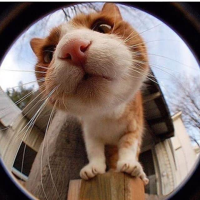 Cute Pets Dogs Catsさんのインスタグラム写真 - (Cute Pets Dogs CatsInstagram)「The last one is amazing 😍❤️ 📩 Submit your cat’s photo to our contest email (below BIO) to be featured! ❤️ Notification ON 💙 From: @junjun_jjj @kittenxlady @encycatpedia #kittens_of_world and follow us to be featured 😸 #kitty #cats #kitten #kittens #kedi #katze #แมว #猫 #ねこ #ネコ #貓 #고양이 #Кот #котэ #котик #кошка #cat #cats #catofinstagram #catoftheday #catlover #catsagram #catlovers #cat_features #catlove #catsgram」7月3日 6時36分 - dailycatclub