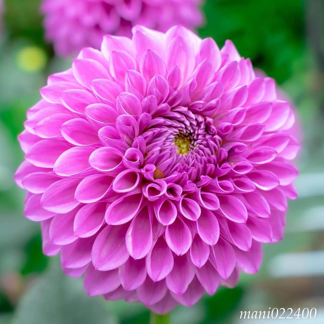 mani022400さんのインスタグラム写真 - (mani022400Instagram)「. 3 Jul. 2019 . Good morning🌸🌺🌹✨ . . . . . . 🌺🌺🌺🌷🌷🌷🌹🌹🌹🌸🌸🌸 ご訪問ありがとうございます🙇 . お花以外の写真は サブアカウントにポストしています。 良かったら、覗いてください🙇🙇 ⬇️⬇️⬇️ @mani0224000 . 🌺🌺🌺🌷🌷🌷🌹🌹🌹🌸🌸🌸 . . . 🔷🔷🔷🔷🔷🔷🔷🔷🔷 #カメラ好きな人と繋がりたい  #flower  #花 #flowers  #写真好きな人と繋がりたい love_bestjapan  serahana #ファインダー越しの私の世界  #花のある暮らし  #bns_lite #eclecticshow #explore_floral . #9vaga9  9Vaga_Rose9  9vaga_3flowers9  #floristsandflowers #ip_blossoms_member #fabulous_shots ig_flowers #ponyfony_flowers #meiko_flora_member meiko_roses  #myheartinshots #la_flowers #rainbow_petals #top_favourite_flowers  #quintaflower #inspiring_shot #phx_flowers #dreaming_in_macro flower_special_legend  nature_special_legend  #ind_flowers #tv_flowers #best_mmf_vipday  #best_beauty_flora_  9vaga_flowersart9 #ptk_flowers #fleur_noblesse_m .」7月3日 6時29分 - mani022400
