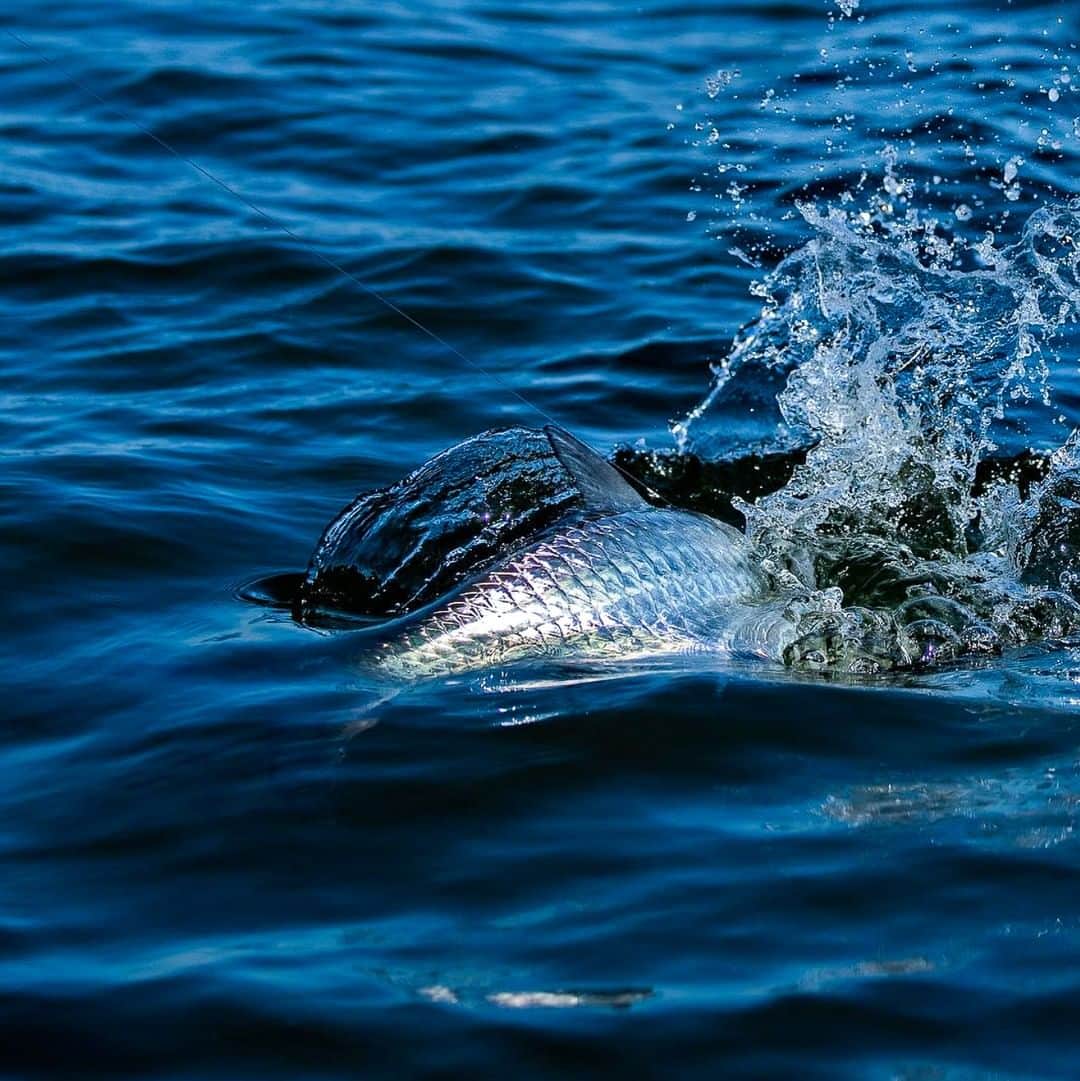 のインスタグラム：「Flashing the armor. 📷: @nickshirghiophotography #SeeWhatsOutThere」