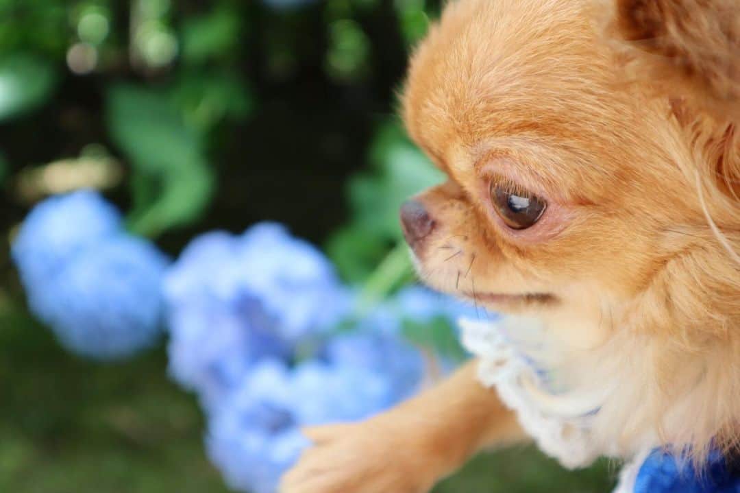 kayoのインスタグラム：「* * 雨でお出かけ中止☔️😩 * * kulio💗 * * #紫陽花 #chihuahua#chihuahualove#dogstgram#dog#instadog#チワワ#チワワ大好き * *」