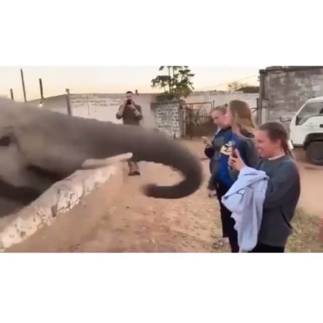 WildLifeのインスタグラム：「Are ZOO’S conducive to a happy animal? Watch the video and you decide. And who ever said photography was a safe occupation?? Via @michaelmuller7 Video by unknown DM for credit」