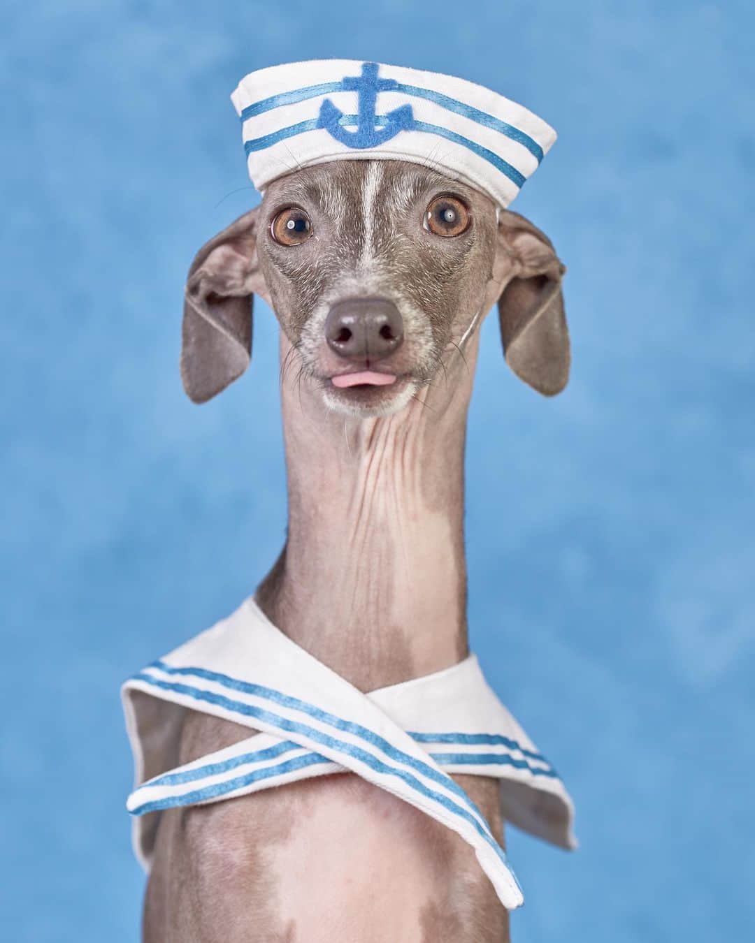 DogsOf Instagramのインスタグラム：「“who’s a nautical buoy? 😛” writes @pablo.iggy  #dogsofinstagram」