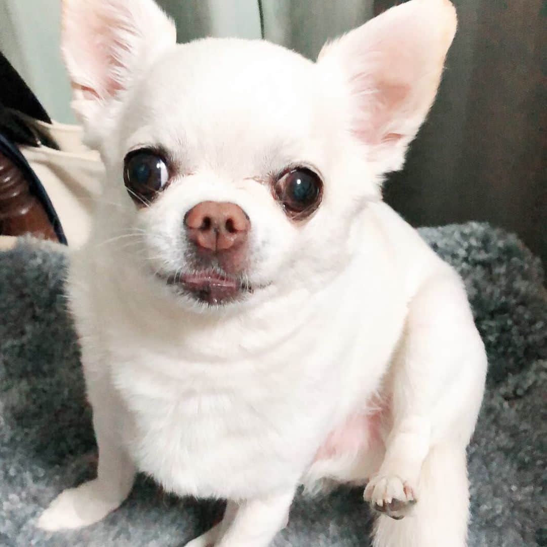 KORIKIのインスタグラム：「おはようございます♪ * こりきの主治医だった先生が、辞めたらしい…。わが家にこりきが来てから、毎月お世話になっていたので残念です。 * これまで、こりきを診ていただき、ありがとうございました。 *  #dogofsapporo #dog, #dogs, #dogstagram,#chihuahua,#犬バカ部,#チワワ,#koriki, #hanadog #白スムチ連合会, #スムチー,  #dogofthedayjp, #dogoftheday  #ilovemydog #instadog #instapet #WhiteChihuahua  #吉娃娃 #치와와  #dogsofinstagram #Chihuahualover  #チワワの輪 #barkbox #WhiteChihuahuaParty #もふもふモフモフ」