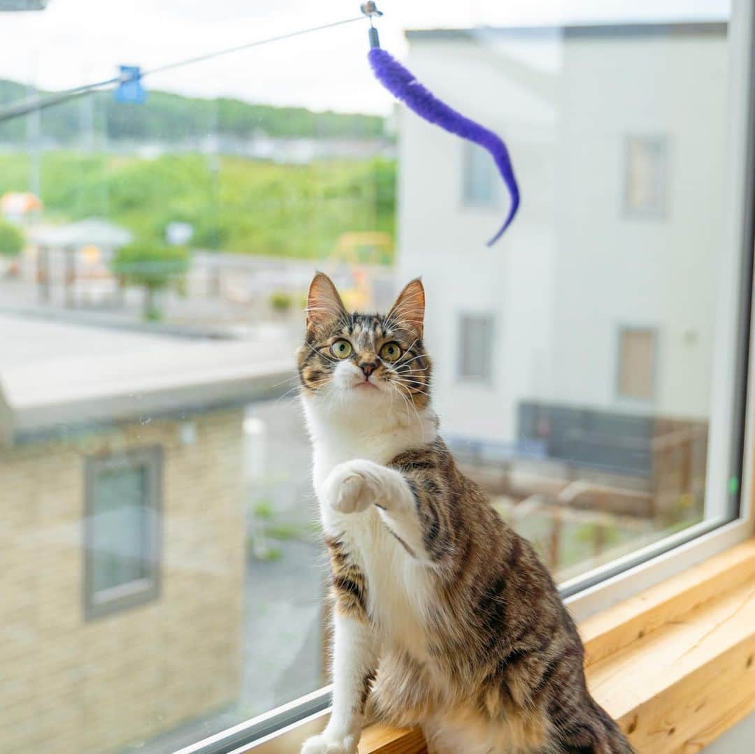 マアルのインスタグラム：「ソフィーちゃん #😸 #猫好きさんと繋がりたい #北海道 #旭川市 #ペットホテル」