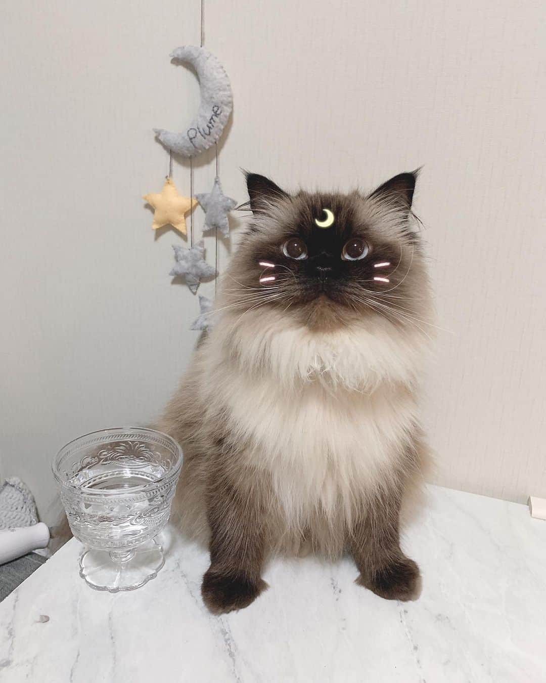 のインスタグラム：「セーラープリュムちゃん🌙✨ 月に代わってお仕置きよ😼👍💓 . . ガングロのぷんが @snow_japan 反応してくれるなんてなんか感動🥺🌙 そしてセーラームーン世代にはたまらん🤩❣️ww . . . . . . . . . ハーネス ✂︎… @plumecloset . . #プリュムのいる生活 #猫のいる暮らし  #ヒマラヤン  #赤ちゃんと猫  #ふわもこ部  #ヒマラニャンズ  #猫  #ねこ  #ペコねこ #セーラームーン #sailormoon #snow #snowcat @snow_japan #cateyes  #🐈 #고양이  #kucing  #Кот  #ilovecats  #sealpoint  #himalayancat  #catsofinstagram #catloversclub  #bestmeow  #bestcats_oftheworld  #weeklyfluff  #bestanimal #cutepetclub」