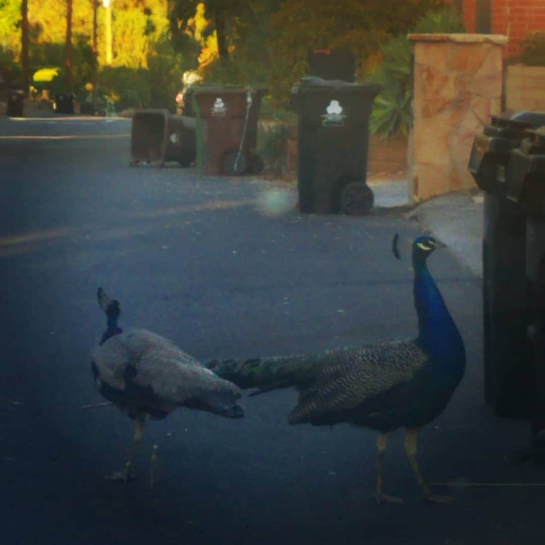 ガソリングラマーさんのインスタグラム写真 - (ガソリングラマーInstagram)「Thank you awesome morning peacock time 😌😌😌😌 #peacock #peacocks #peacocksrule #peacockmagic #peacockempire #ilovepeacocks #peacockdaddy #shadowhills」7月3日 7時47分 - gasolineglamour