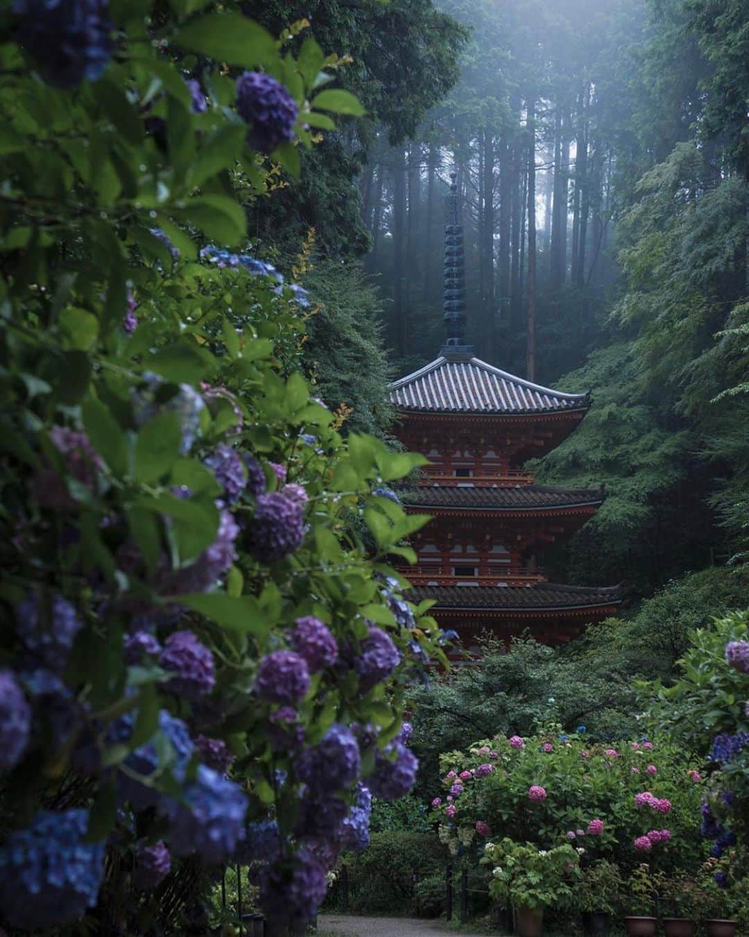 はなまっぷ❁日本の花風景さんのインスタグラム写真 - (はなまっぷ❁日本の花風景Instagram)「💠☔️はなまっぷの紫陽花まつり☔️💠 * @takaya212 さんの 紫陽花に花まるを💮 * 梅雨を彩る素敵な紫陽花をありがとうございます😊💠 * 1.2愛知 常念寺、3京都 楊谷寺、4愛知 本光寺、5京都 岩船寺 * 💠アジサイの花言葉💠 家族団らん、仲良し * ☔️•••💠•••🌈•••🐸•••🌈•••💠•••☔️ * 💠紫陽花まつり概要💠 * 期間:〜6/30頃まで ➡️7/7(日)まで延長します * タグ:#はなまっぷ イベント用タグはありません * #はなまっぷ  のタグの中から、紫陽花のお写真をどんどんご紹介させていただきます。期間中はランダムに、複数枚投稿でもご紹介させていただく場合がございます。 * #紫陽花#アジサイ#あじさい#日本#梅雨#花#あじさい寺 * ☔️•••💠•••🌈•••🐌•••🌈•••💠•••☔️ *」7月3日 8時03分 - hanamap