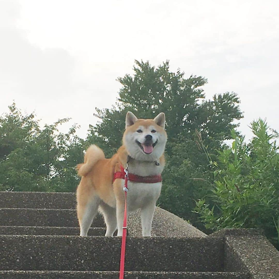 てんパパのインスタグラム