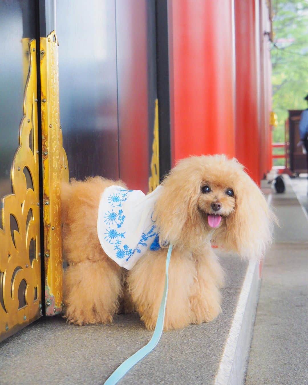 Toypoodle Mikuru?Asakusa Tokyoのインスタグラム：「20190703 Wednesday. Good morning! Friends 🥰 梅雨の時期、貴重な晴れの朝🌥 元気に朝活あさんぽですよ🐾 . ❶ 午前6時の浅草寺開門待ち みくるん ❷ 待ちきれませんか？ ❸ わちゃわちゃ動画 みくる巻込🤣 ❹ 浅草神社夏詣で願う🙏🏻 . 午後からまたまた雨予報☔️ 早く梅雨明けしないかなぁ🥺 . #浅草寺 #浅草神社 #夏詣」