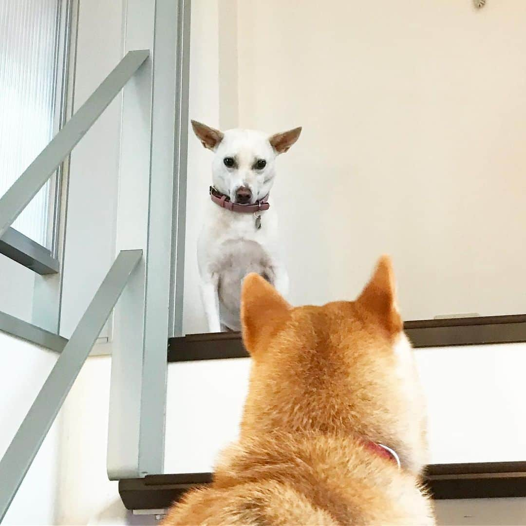 柴犬ハル&保護犬すずのインスタグラム