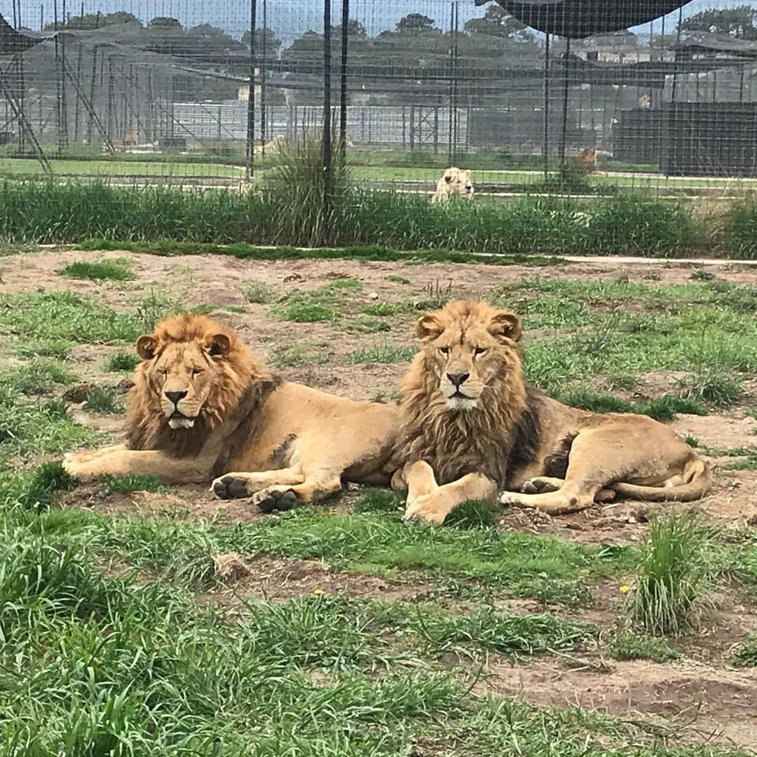 Black Jaguar-White Tiger さんのインスタグラム写真 - (Black Jaguar-White Tiger Instagram)「Arnold, Rocky and Tommy showing his face in the habitat behind him... #TheMiraclePrideBJWT #SaveLions @tommylee」7月3日 8時38分 - blackjaguarwhitetiger