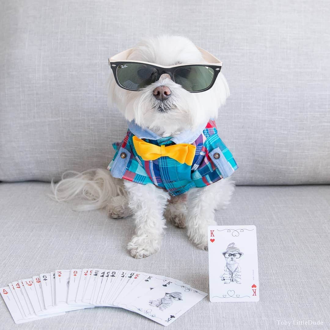 Toby LittleDudeさんのインスタグラム写真 - (Toby LittleDudeInstagram)「❤️ King of Hearts.  I'm featured on a pack of playing cards to help @hkdr_official shelter raise money. Go to www.dogsalliance.com (link in bio) to get your own set of Limited Edition playing cards (featuring yours truly - me and other popular dogs on Instagram). Use code "TOBY" for 7.5% off plus free worldwide shipping. @dogsalliance  #dogsalliance #hkdr_official #instadogs #dogsofinstagram #doglove #dogplay #dogoftheday #ilovemydog #dogsofig #dogs #puppiesinstagram #dogsmile #petsarefamily #dogsarefamily #puppiesofinsta #petsonintagram @donjagermeister @milotoypoodle @milka_theshihtzu @pippa.thechihuahua @lunatheunidog @brimthemastiff @dobermanzeusi @chubbsthewampug @gusthemeatball @koba.gsd @rottie_girl @nessie_mcnubs @smushofficial」7月3日 8時34分 - toby_littledude