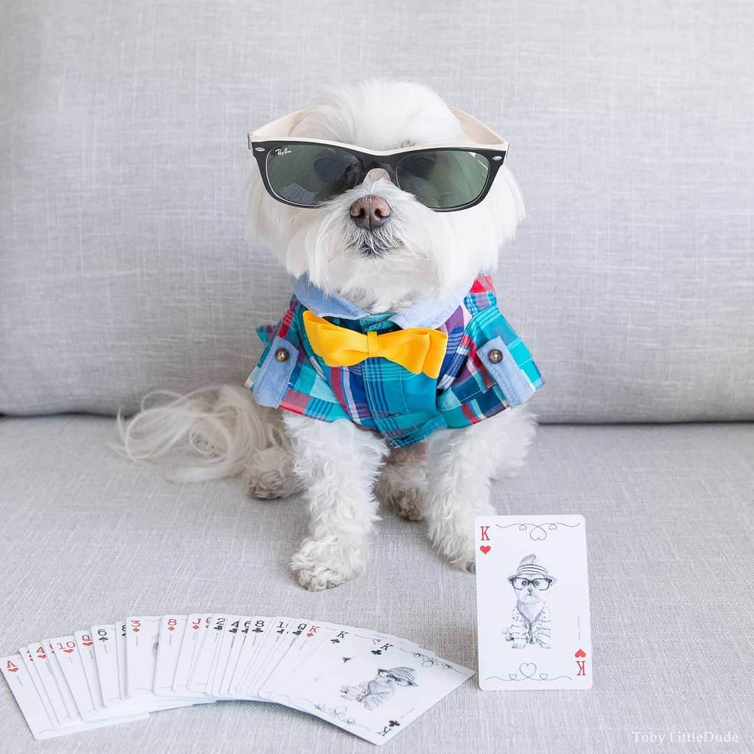 Toby LittleDudeのインスタグラム：「❤️ King of Hearts.  I'm featured on a pack of playing cards to help @hkdr_official shelter raise money. Go to www.dogsalliance.com (link in bio) to get your own set of Limited Edition playing cards (featuring yours truly - me and other popular dogs on Instagram). Use code "TOBY" for 7.5% off plus free worldwide shipping. @dogsalliance  #dogsalliance #hkdr_official #instadogs #dogsofinstagram #doglove #dogplay #dogoftheday #ilovemydog #dogsofig #dogs #puppiesinstagram #dogsmile #petsarefamily #dogsarefamily #puppiesofinsta #petsonintagram @donjagermeister @milotoypoodle @milka_theshihtzu @pippa.thechihuahua @lunatheunidog @brimthemastiff @dobermanzeusi @chubbsthewampug @gusthemeatball @koba.gsd @rottie_girl @nessie_mcnubs @smushofficial」