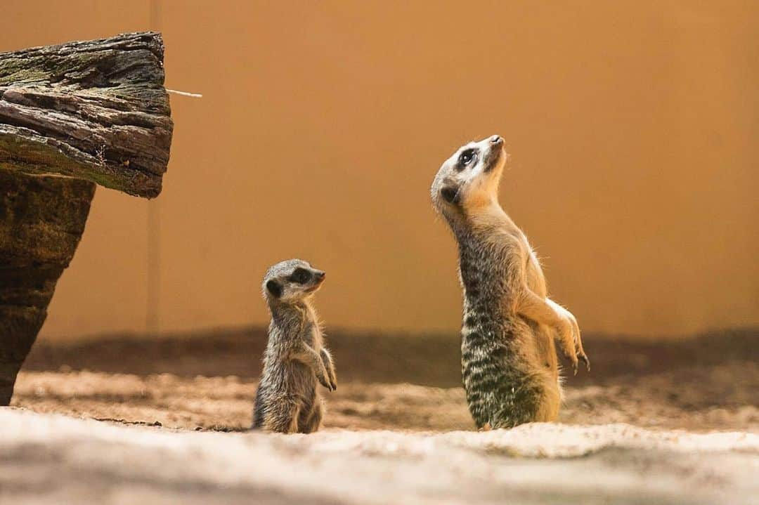 タロンガ動物園さんのインスタグラム写真 - (タロンガ動物園Instagram)「Happy World Meerkat Day!  These very cute, fluffy, grub-eating mammals have such unique social dynamics and very strict breeding rules!  They even have duties that are incredibly important to the whole family such as 'sentry duty' which is when they are on a look-out for any potential threats approaching.  #worldmeerkatday #forthewild」7月3日 8時39分 - tarongazoo