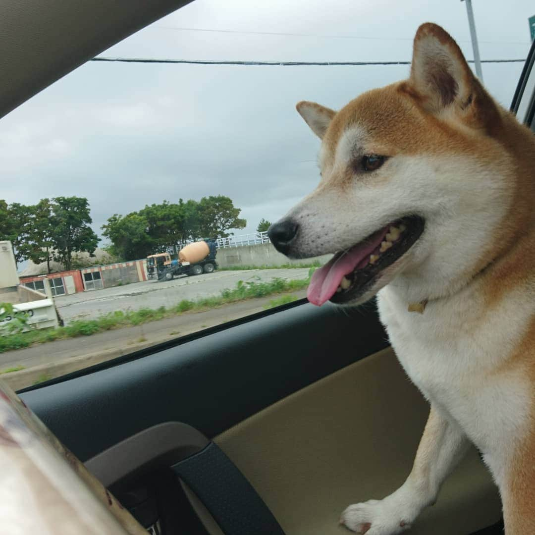 柴犬⭐️サスケさんのインスタグラム写真 - (柴犬⭐️サスケInstagram)「おはわん #朝ん歩#男#しっこ#💩#お出かけ#車から降りない#柴犬#赤柴#pecoいぬ部 #shibagram」7月3日 8時45分 - shiba20150405