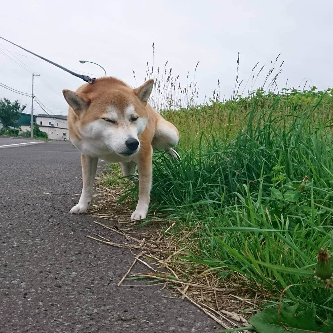 柴犬⭐️サスケさんのインスタグラム写真 - (柴犬⭐️サスケInstagram)「おはわん #朝ん歩#男#しっこ#💩#お出かけ#車から降りない#柴犬#赤柴#pecoいぬ部 #shibagram」7月3日 8時45分 - shiba20150405