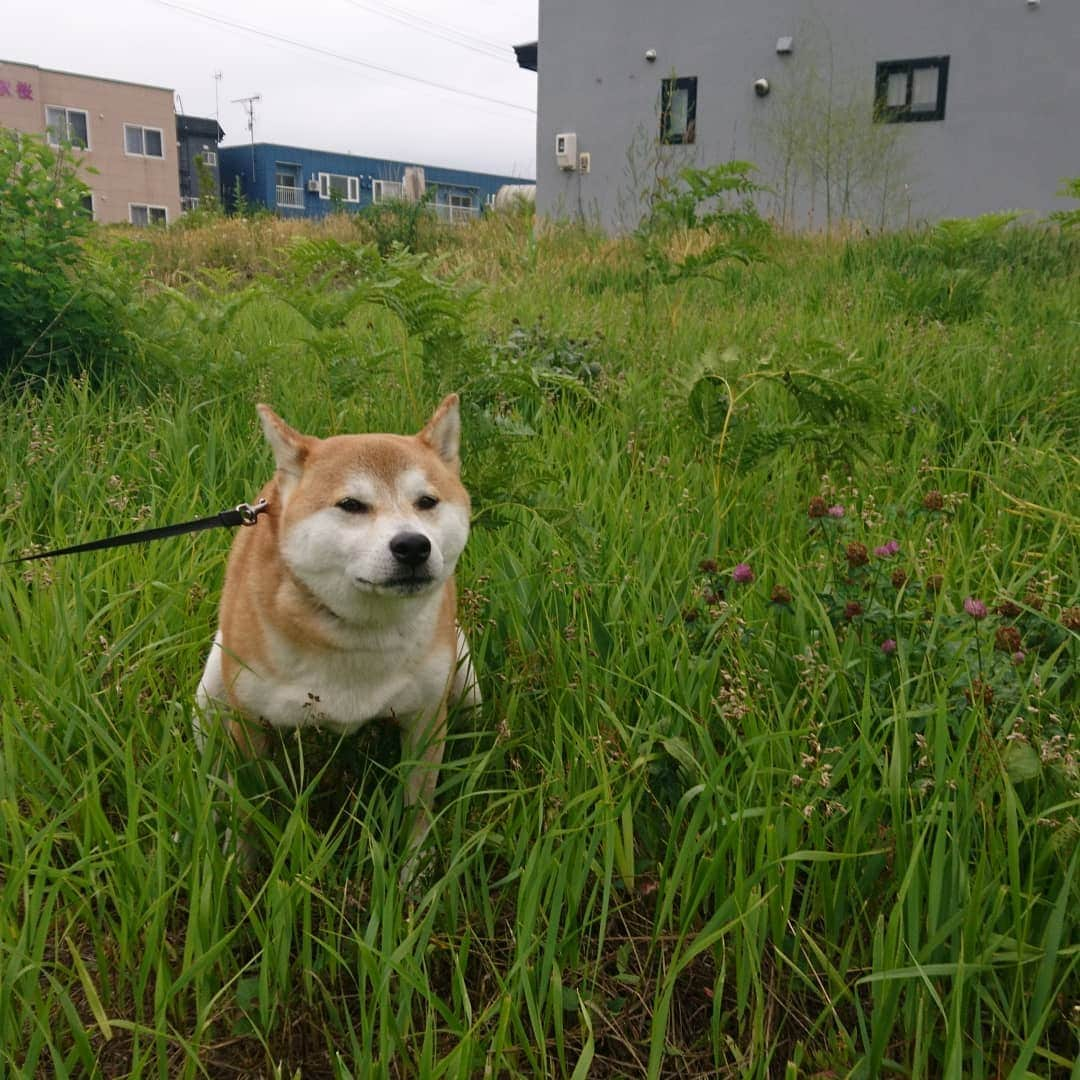 柴犬⭐️サスケさんのインスタグラム写真 - (柴犬⭐️サスケInstagram)「おはわん #朝ん歩#男#しっこ#💩#お出かけ#車から降りない#柴犬#赤柴#pecoいぬ部 #shibagram」7月3日 8時45分 - shiba20150405