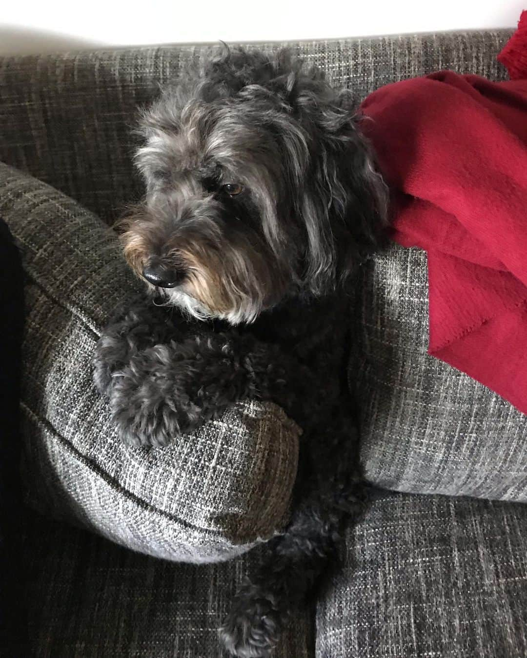 イアン・ハーディンクさんのインスタグラム写真 - (イアン・ハーディンクInstagram)「Mochi could apparently feel my nervous energy while watching the @uswnt at the World Cup so she literally hid behind a pillow. Congrats USA on the win!」7月3日 8時55分 - ianmharding