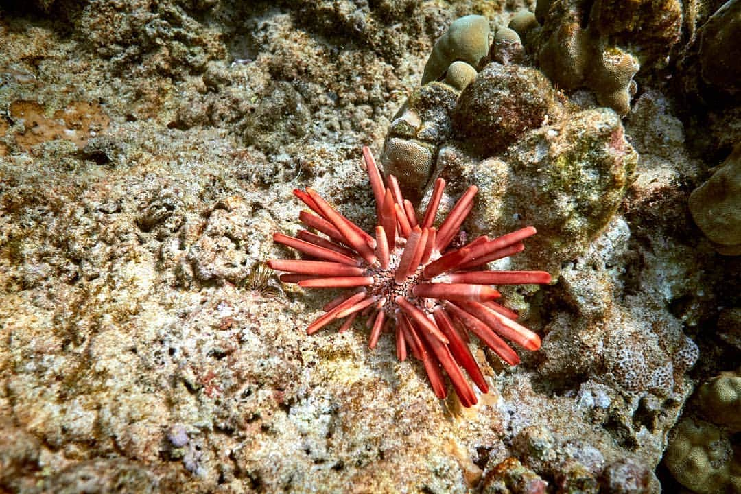 And Youさんのインスタグラム写真 - (And YouInstagram)「Heterocentrotus mamillatus..... (or for the non marine biologists, the Pencil Urchin) generally comes out at night to feed, moving around using their hard, horned teeth to scrape algae and other plant matter off rocks and corals. . . . . . . . . . . . . . #hawaiivacation #oahutours #hawaii #hawaiistagram #sealife #oceanlife #marinefacts #dolphintours #unrealhawaii」7月3日 9時19分 - dolphinsandyou