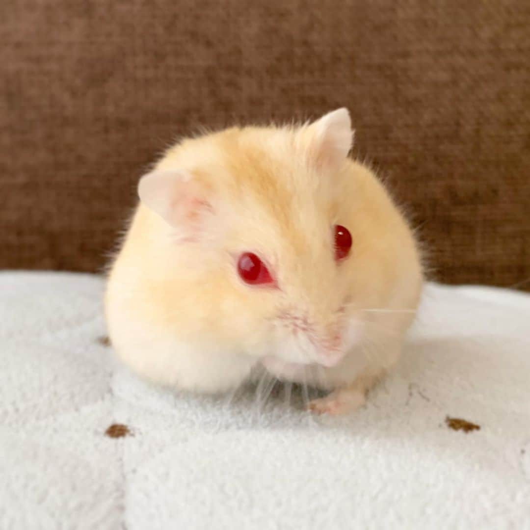 hamster_mocoさんのインスタグラム写真 - (hamster_mocoInstagram)「きなこもち うんまそー😋💕🐹 ･ キミちゃん きなこもちじゃないでちゅよ💨お手手もお耳もちゃんとありまちゅから( ･᷄ὢ･᷅ ) #きなこもち ☺︎︎ 朝から元気いっぱいのキミちゃん✨ カメラ目線でお写真沢山撮らせてくれました😂今日も1日頑張りましょう🙌🏼 ☺︎︎ #ハムスターキミ#アルビノ#ハムスター#ジャンガリアンハムスター#ジャンガリアン#ジャンガリアンプディング#プディングジャンガリアン#イエロージャンガリアン#ふわもこ部 #モフモフ#ペット#ハムスタグラム #hamster#djungarian#hamstagram#hammy#happy_pets#PET_OF_OUR_WORLD#igersjp#ig_japan#instapet#weeklyfluff#kawaii#cute#仓鼠#정글리안#햄스터」7月3日 9時30分 - asahi.fl