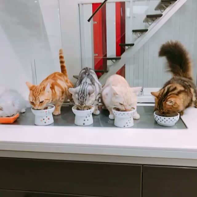 猫壱（ねこいち•ネコイチ）のインスタグラム