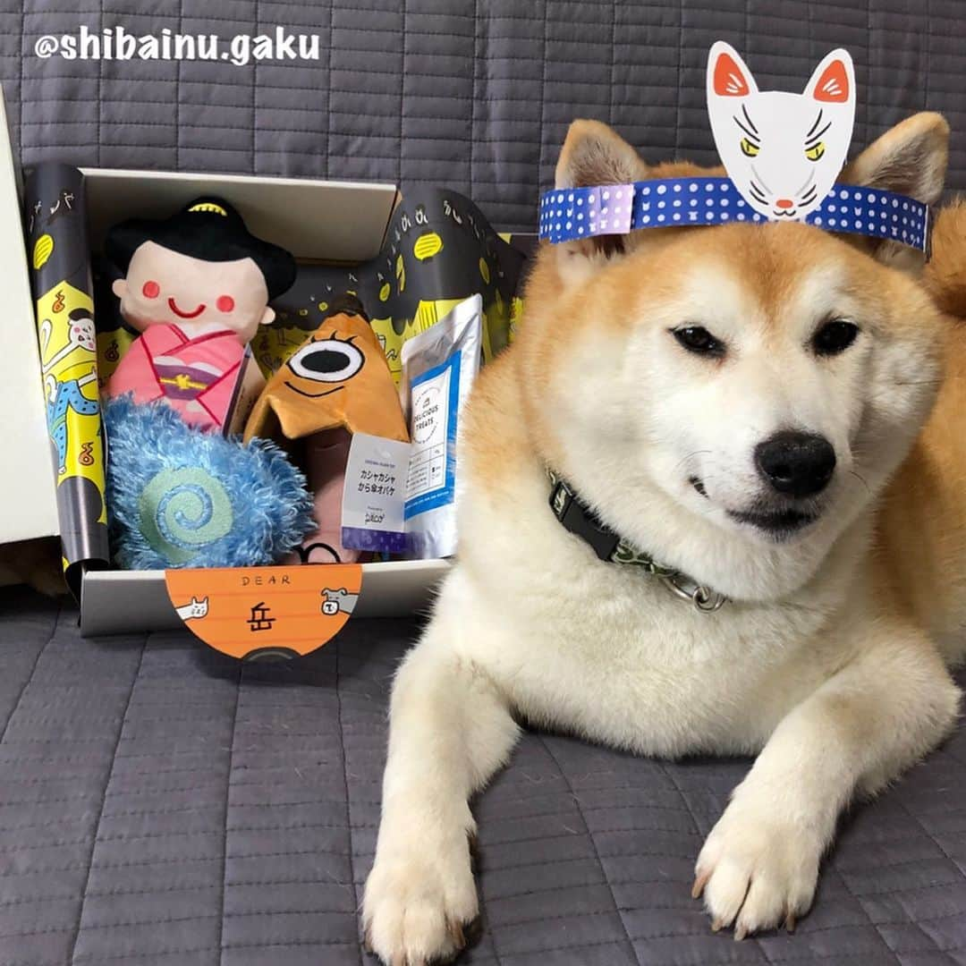 Kazumi-Gakumamaさんのインスタグラム写真 - (Kazumi-GakumamaInstagram)「我が家の岳にも7月のPECO BOXが届きました〰️🐕🎁✨ *  ワンコ用の今月のテーマもニャンコと同じく「きもだめし」👻🔥🏮 *  でもちょ〜っと違うのは、ろくろ首のお化けがぁ~👻 名付けて「のびの〜び  ろくろ首」 名前の通り、可愛いお顔にもかかわらず首がニョロニョロ伸びるんです🤣 *  そして「カシャカシャ  から傘オバケ」はパリパリ音が出て、ひっくり返すと傘の🌂内側にPECOのロゴマークが➰😍☜5枚目の動画🎥 *  ゆらゆらふわふわ不思議な人魂は「暗闇で光る⁉︎ ふわふわ人魂」🔥 中には、キューキュー音の出る丸いボールのようなモノが入っています🔥☜4枚目の画像📷 *  リンリンが付けてくれた「キツネのお面」🦊も入っています(^^) *  おやつは、「羊肉レトルト」🐏 無添加・無着色のおいしいごちそうです😋 *  毎月のテーマに合わせて、上質なグッズを選んで届けてくれるPECO BOXに今月も岳は大満足でした👍 *  最初の動画で救急車のサイレン🚑🚨の音がしますのでご注意を‼︎ 🐾----*----*----*----🐾 PECOBOX The theme of this month is "Test of courage"🔥 Inside the box are ghosts such as human souls👻 🐾----*----*----*----🐾 #柴犬 #岳 #柴犬岳 #柴犬ガク#gaku #shibainugaku #shiba #shibainu #shibastagram #いぬすたぐらむ #ワンフルエンサー  #寅次朗 #茶トラ #まるどら #今日の寅次朗 #gingercat #にゃんすたぐらむ #ねこすたぐらむ #pecoいぬ部 #pecoねこ部 #pecotv #ワンフルエンサー  #ニャンフルエンサー #ふわもこ部 #pecobox肝試し  #pecobox #pecobox_official  #20190703」7月3日 18時58分 - shibainu.gaku