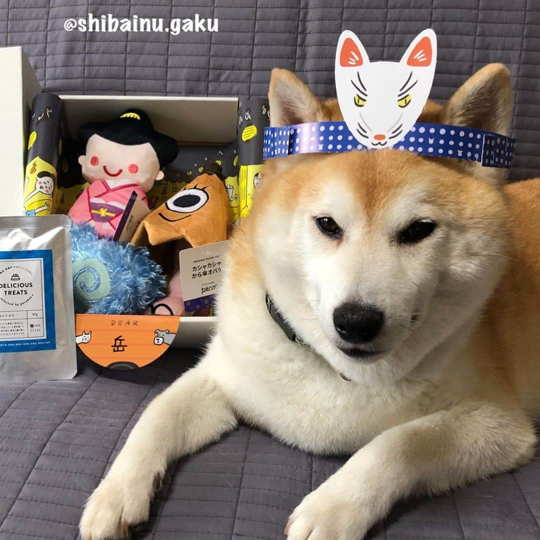 Kazumi-Gakumamaさんのインスタグラム写真 - (Kazumi-GakumamaInstagram)「我が家の岳にも7月のPECO BOXが届きました〰️🐕🎁✨ *  ワンコ用の今月のテーマもニャンコと同じく「きもだめし」👻🔥🏮 *  でもちょ〜っと違うのは、ろくろ首のお化けがぁ~👻 名付けて「のびの〜び  ろくろ首」 名前の通り、可愛いお顔にもかかわらず首がニョロニョロ伸びるんです🤣 *  そして「カシャカシャ  から傘オバケ」はパリパリ音が出て、ひっくり返すと傘の🌂内側にPECOのロゴマークが➰😍☜5枚目の動画🎥 *  ゆらゆらふわふわ不思議な人魂は「暗闇で光る⁉︎ ふわふわ人魂」🔥 中には、キューキュー音の出る丸いボールのようなモノが入っています🔥☜4枚目の画像📷 *  リンリンが付けてくれた「キツネのお面」🦊も入っています(^^) *  おやつは、「羊肉レトルト」🐏 無添加・無着色のおいしいごちそうです😋 *  毎月のテーマに合わせて、上質なグッズを選んで届けてくれるPECO BOXに今月も岳は大満足でした👍 *  最初の動画で救急車のサイレン🚑🚨の音がしますのでご注意を‼︎ 🐾----*----*----*----🐾 PECOBOX The theme of this month is "Test of courage"🔥 Inside the box are ghosts such as human souls👻 🐾----*----*----*----🐾 #柴犬 #岳 #柴犬岳 #柴犬ガク#gaku #shibainugaku #shiba #shibainu #shibastagram #いぬすたぐらむ #ワンフルエンサー  #寅次朗 #茶トラ #まるどら #今日の寅次朗 #gingercat #にゃんすたぐらむ #ねこすたぐらむ #pecoいぬ部 #pecoねこ部 #pecotv #ワンフルエンサー  #ニャンフルエンサー #ふわもこ部 #pecobox肝試し  #pecobox #pecobox_official  #20190703」7月3日 18時58分 - shibainu.gaku