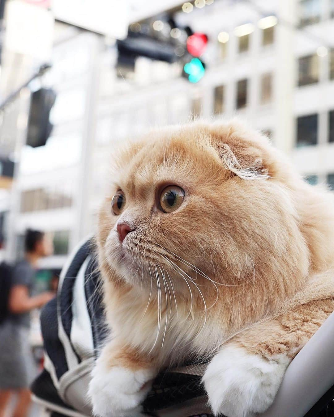 ベルさんのインスタグラム写真 - (ベルInstagram)「🚦waiting for a traffic light 早く青にならにゃいかにゃ💙 . . @saori9y12k リュウちゃん💕 1歳のお誕生日おめでとにゃ🎂🎉 #リュウちぇる1歳おめでとうパーチー . #ベンツマーク祭 #耳毛祭 #お3歩ルンルン祭 . #リラックスmiawmiaw2019夏 #ipet#今日のうちの子 #うちの子の願いごと 『お友達にゃんこと たくさんお出掛け出来ますように🎋✨』 #ペトラフ #ペトラフ夏コレ #マイブーム 『バギーでお散歩』 #GOカー二ボア #instalove #loveislove #ベストキャットオーディション #ビューティープロコンテスト @beautypro_contest #anan動物 #サンデイ #スリーアローズファン #daydaycats#ペトこと猫部 #ねこのきもち #らぶにゃんるうむ #cats_of_instagram #catsofinstagram #club_of_cats #9gagcute #9gag #topmeowdels 🐾 #すずちゃん ・ NAME : Bell  ベル Breed : minuet  ミヌエット 🎂 : 2016.5.15  3歳 ・ NAME : Suzu すずちゃん Breed : Scottish fold スコティッシュフォールド 🎂 : 2018.3.21 1歳」7月3日 18時52分 - ricorico_rico