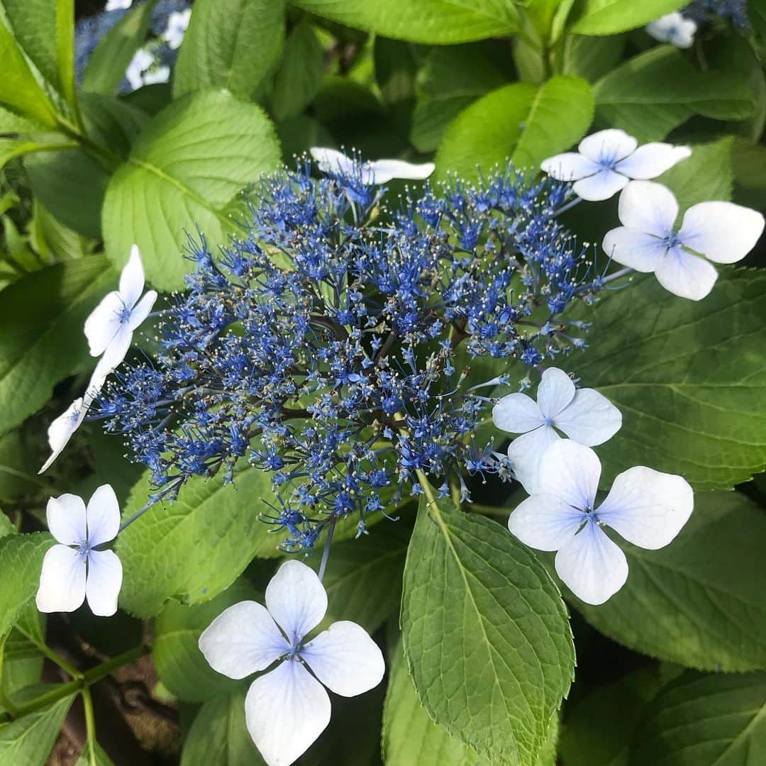 竹村優香さんのインスタグラム写真 - (竹村優香Instagram)「* 梅雨は緑が抜群に綺麗な季節かもしれないですね🌿🌿 新緑から夏に向けて色が少し濃くなってきているのでグラデーションが楽しめるし、雨で洗われて雨粒で輝いてみえます🥰  たまたま通りかかった乃木神社。 色鮮やかなあじさいと澄んだ緑に吸い込まれて入り、ついでにお守りもゲットしましたよ🙌 今年のお正月は買いそびれてしまっていたので…嬉しい！ 2019後半に向けて、一番強そうなお守りを選びました✩ *  #願掛 #乃木神社 #勝守 #女子にはよりそひ守りというのが可愛くて人気らしいけれど笑  #都会の中の緑 #キラキラ」7月3日 19時26分 - yuka_tkmr