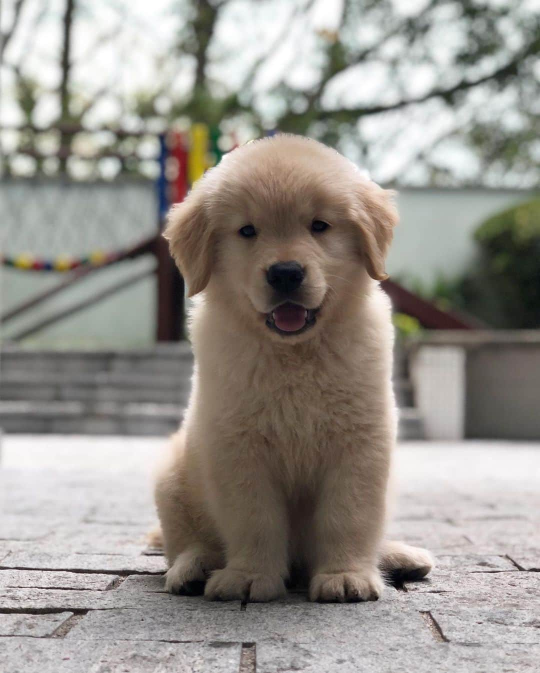 Bobさんのインスタグラム写真 - (BobInstagram)「E hoje é aniversário daquele pirralho!!! Noah!!!! Feliz 1 ano de vida! 🎂🎈🎁 #happybirthday #felizaniversario #goldenretriever #goldenretrievers #goldenretrieverpuppy #puppy #puppiesofinstagram #puppylove #dogs #dogsofinstagram #pets #petstagram #instagram #instagrammers」7月3日 19時27分 - bob_marley_goldenretriever