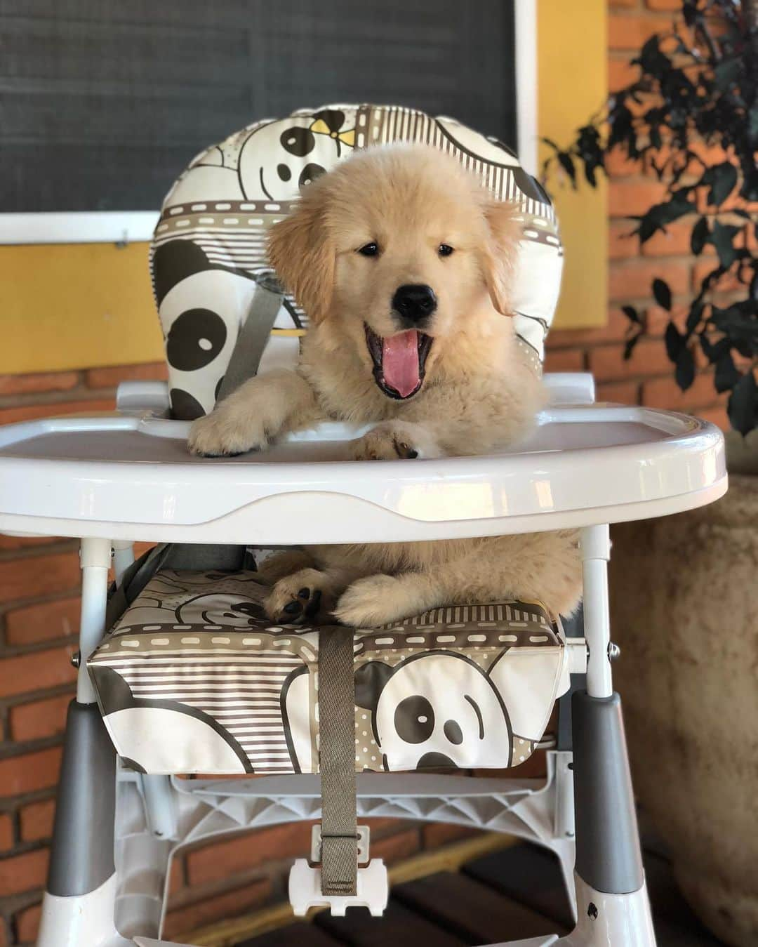 Bobさんのインスタグラム写真 - (BobInstagram)「E hoje é aniversário daquele pirralho!!! Noah!!!! Feliz 1 ano de vida! 🎂🎈🎁 #happybirthday #felizaniversario #goldenretriever #goldenretrievers #goldenretrieverpuppy #puppy #puppiesofinstagram #puppylove #dogs #dogsofinstagram #pets #petstagram #instagram #instagrammers」7月3日 19時27分 - bob_marley_goldenretriever