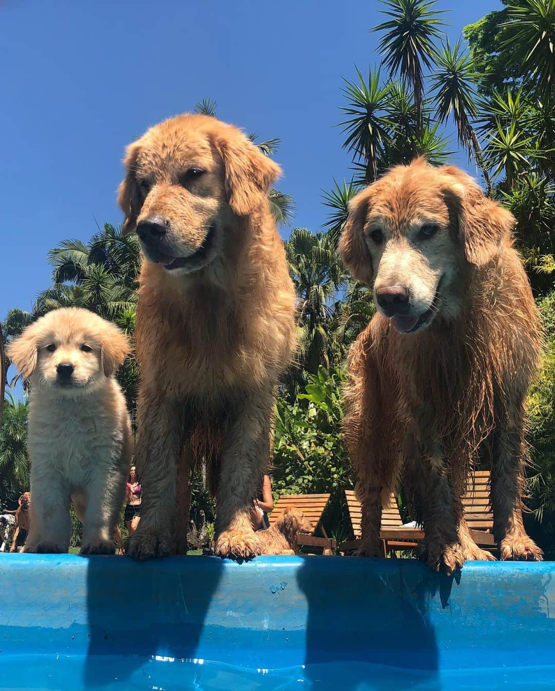 Bobさんのインスタグラム写真 - (BobInstagram)「E hoje é aniversário daquele pirralho!!! Noah!!!! Feliz 1 ano de vida! 🎂🎈🎁 #happybirthday #felizaniversario #goldenretriever #goldenretrievers #goldenretrieverpuppy #puppy #puppiesofinstagram #puppylove #dogs #dogsofinstagram #pets #petstagram #instagram #instagrammers」7月3日 19時27分 - bob_marley_goldenretriever