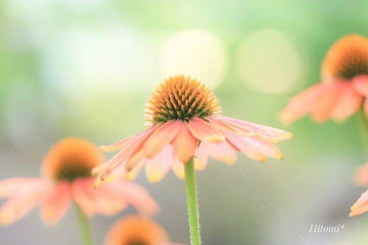 花の写真館さんのインスタグラム写真 - (花の写真館Instagram)「Photo by @ululun.⠀ https://instagram.com/ululun/⠀ .⠀ Original Post[投稿頂いたURL]⠀ https://www.instagram.com/p/BWQt19BDBXO/⠀ .⠀ 本アカウントは、 #私の花の写真 をつけてInstagramに投稿された皆さまの花の写真や、「花の写真館」Facebookページで投稿された花の写真を紹介します。⠀ 「花の写真館」Facebookページは、「 @floral.photograph 」のプロフィールにあるURLからご覧ください。⠀ .⠀ #花の写真館 #floralphotograph #floralphoto #flower #flowers #富士フイルム #FUJIFILM⠀ Follow: @floral.photograph」7月3日 19時30分 - floral.photograph