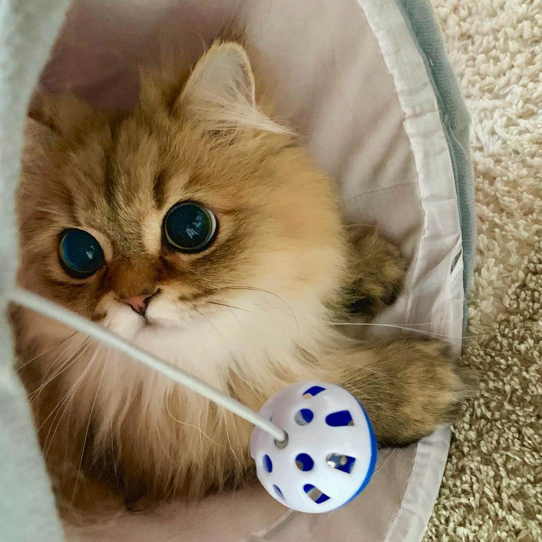 にこさんのインスタグラム写真 - (にこInstagram)「Hi🥺🤗 #playtime #meow #tunnel #cattunnel  #bigeyes #hi #july  #ペコねこ部 #遊ぼ #猫トンネル #ボール遊び」7月3日 19時57分 - nikon.neko.official