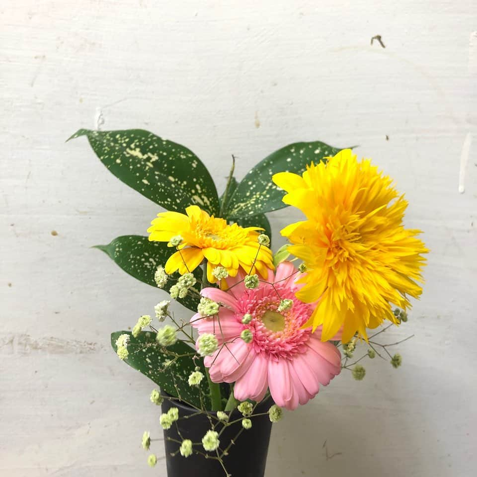 Bloomee LIFEさんのインスタグラム写真 - (Bloomee LIFEInstagram)「・ 🌼お届けしたお花のご紹介🌼⠀ （レギュラープランのお花） ・⠀ □ひまわり □カスミソウ □センニチコウ □スプレーカーネーション⠀ □スプレーバラ …etc  それぞれのお花屋さん毎に お客様にお花を楽しんでも貰えるように 夏らしいアレンジを加えて下さっています😊  皆さんのお手元には どんなブーケが届いたでしょうか✨💐 ・ #bloomeelife#ブルーミーライフ#花のある生活#花好きな人と繋がりたい#おうち時間#花部#花写真#花が好き#花を飾る#暮らしを楽しむ#日々の暮らし#丁寧な暮らし#日々#お花のある暮らし#ナチュラル#素敵な休日#暮らしを整える#くらしのきほん#日々の暮らしを楽しむ#丁寧に暮らす#女子力向上委員会#すっきり暮らす#ナチュラルインテリア#シンプルに暮らす#賃貸インテリア#リビング#こどものいる暮らし#家づくり#マイホーム記録#日常」7月3日 20時03分 - bloomee