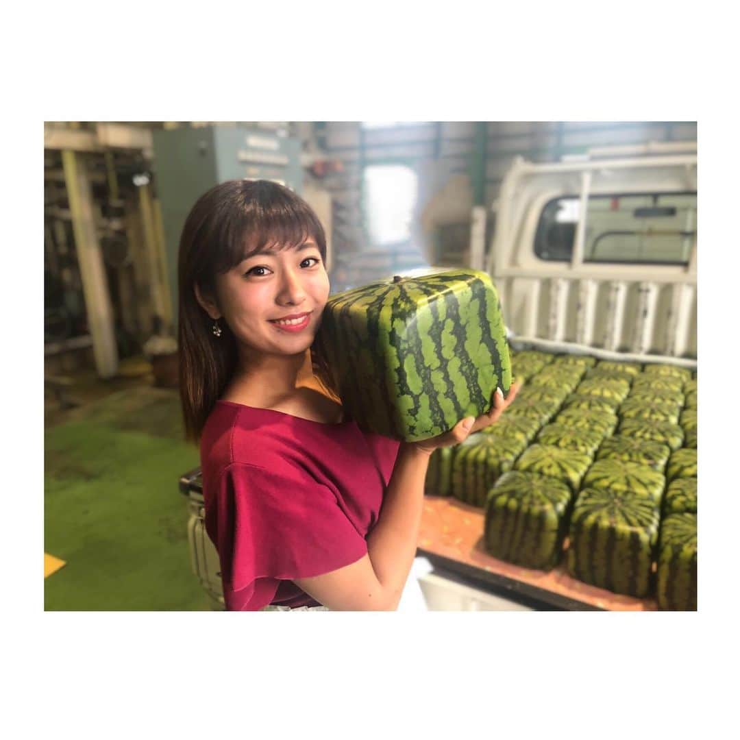 のインスタグラム：「🍉 . 善通寺市特産の四角スイカ✨ GI登録されてから初めての出荷の 取材に行ってきました🙋‍♀️！ . もう香川ではすっかりおなじみの このサイコロのようなスイカ🎲 百聞は一見にしかず ですね！ 想像以上の美しさにやられました😆💕 . ただ、これはあくまでも観賞用なので 食べても美味しくないそうです😂 残念🙍‍♀️笑 . あすから全国で販売されます！ 皆さんぜひ生で四角スイカ見てみてください🌞 . tops: @jusglitty_official ❁❁❁ #KSB #瀬戸内海放送 #5ch  #アナウンサー #白戸ゆめの #香川 #善通寺 #夏 #スイカ #7月 #待ちに待った #サマー #四角スイカ #めでたくGI登録 #付加価値」