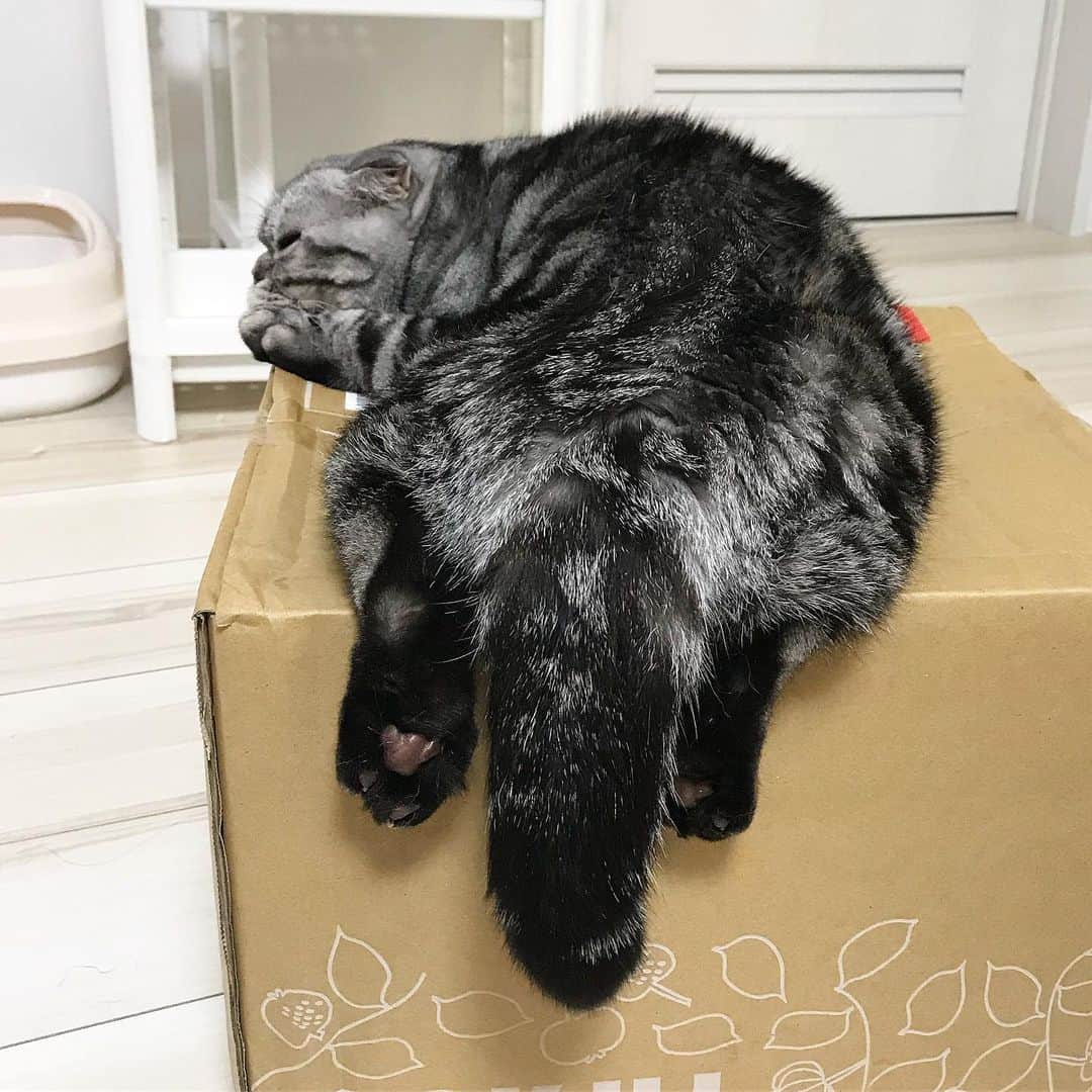 Shishi-maruのインスタグラム：「🐱Box surfing 🐱箱があったら… ーーーーーーーーーーーーー 🌺「渋ネコ ししまるさん」ねこのきもちWEB MAGAZINE にてエッセイの連載中 ーーーーーーーーーーー 📕「ぷっちねこ。」「3匹のちいさな猫を召喚できたなら」「ちいさな猫を召喚できたなら」徳間書店より単行本発売中 ーーーーーーーーーーー ⭐︎ねこ漫画を描いています→@tacos_cat 🐱公式→@chiisanacat 🌺Twitter →@taco_emonemon ーーーーーーーーーーー」
