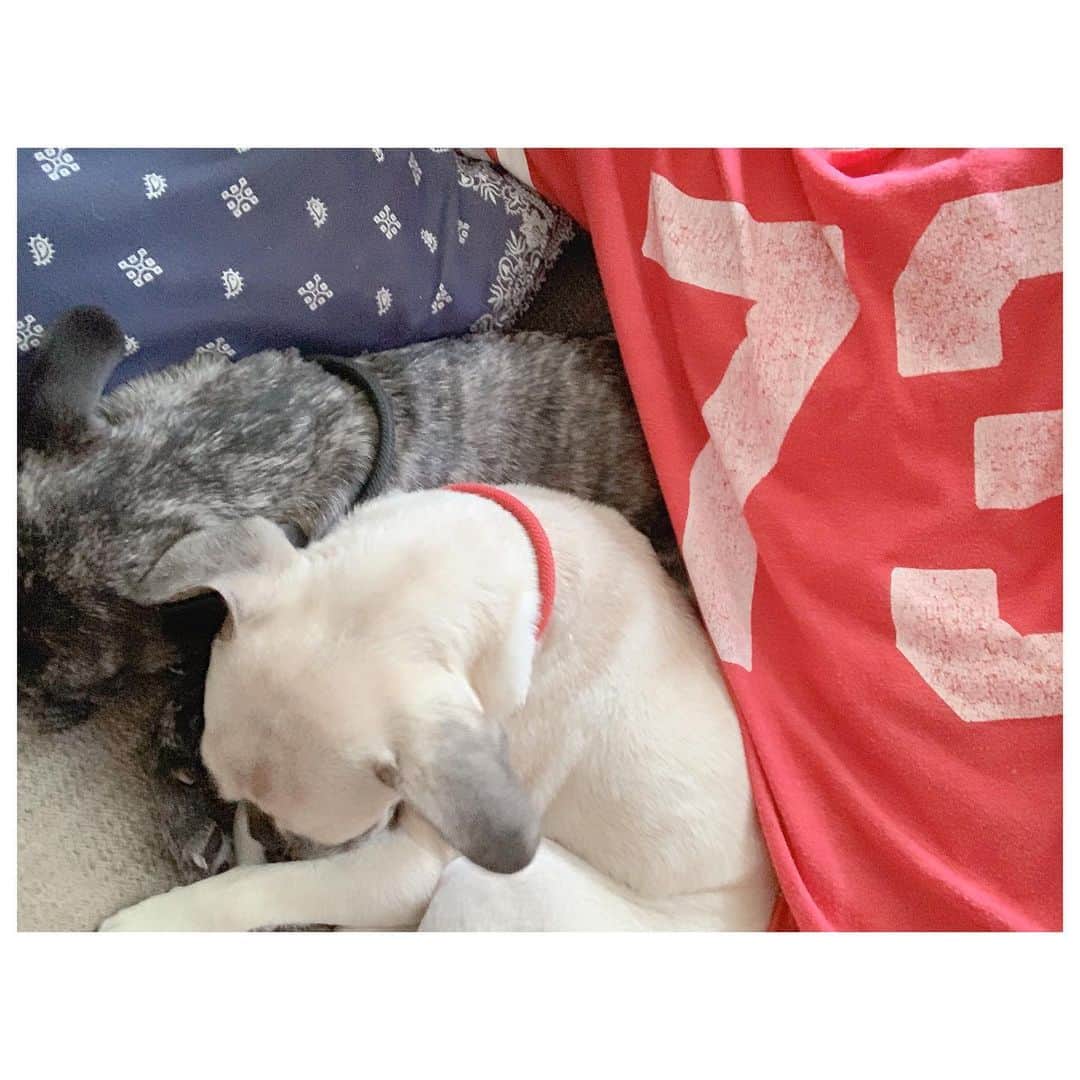 のインスタグラム：「また一つ歳を重ねた朝。 いつもと変わらず我が子たちと寄り添えて幸せだ♡ とにかく健康でいたいです。 そんな本日18時からインスタライブやる予定です。 お時間あればご参加ください🤗 #frepug #pug #frenchbulldog #ilovemydog #mybirthday」