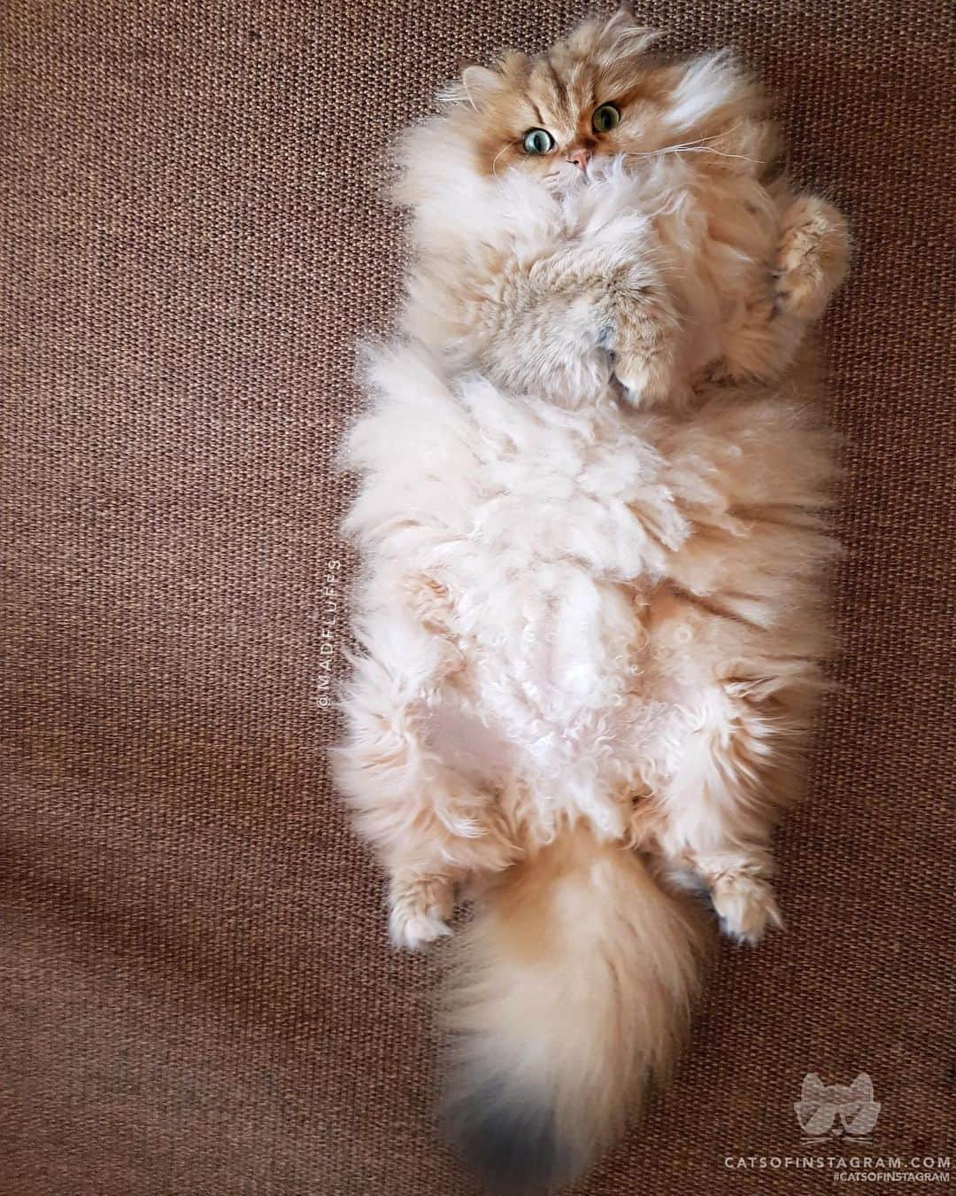 Cats of Instagramさんのインスタグラム写真 - (Cats of InstagramInstagram)「From @madfluffs: “Day 843, hoomans still think I'm an extra fluffy pillow that keeps falling off the couch.” #twitterweek #catsofinstagram」7月3日 12時26分 - cats_of_instagram